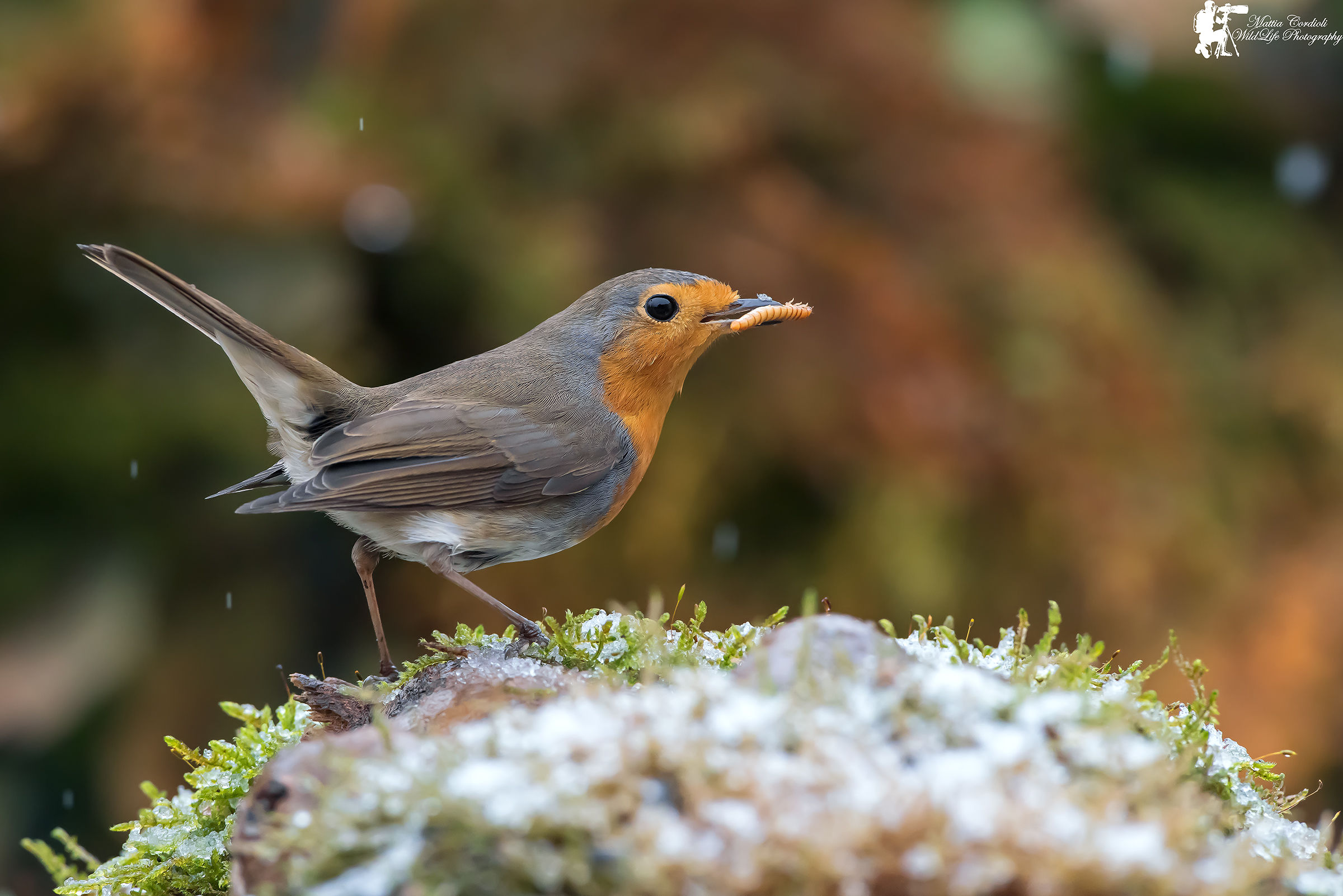 The Robin under the snow
