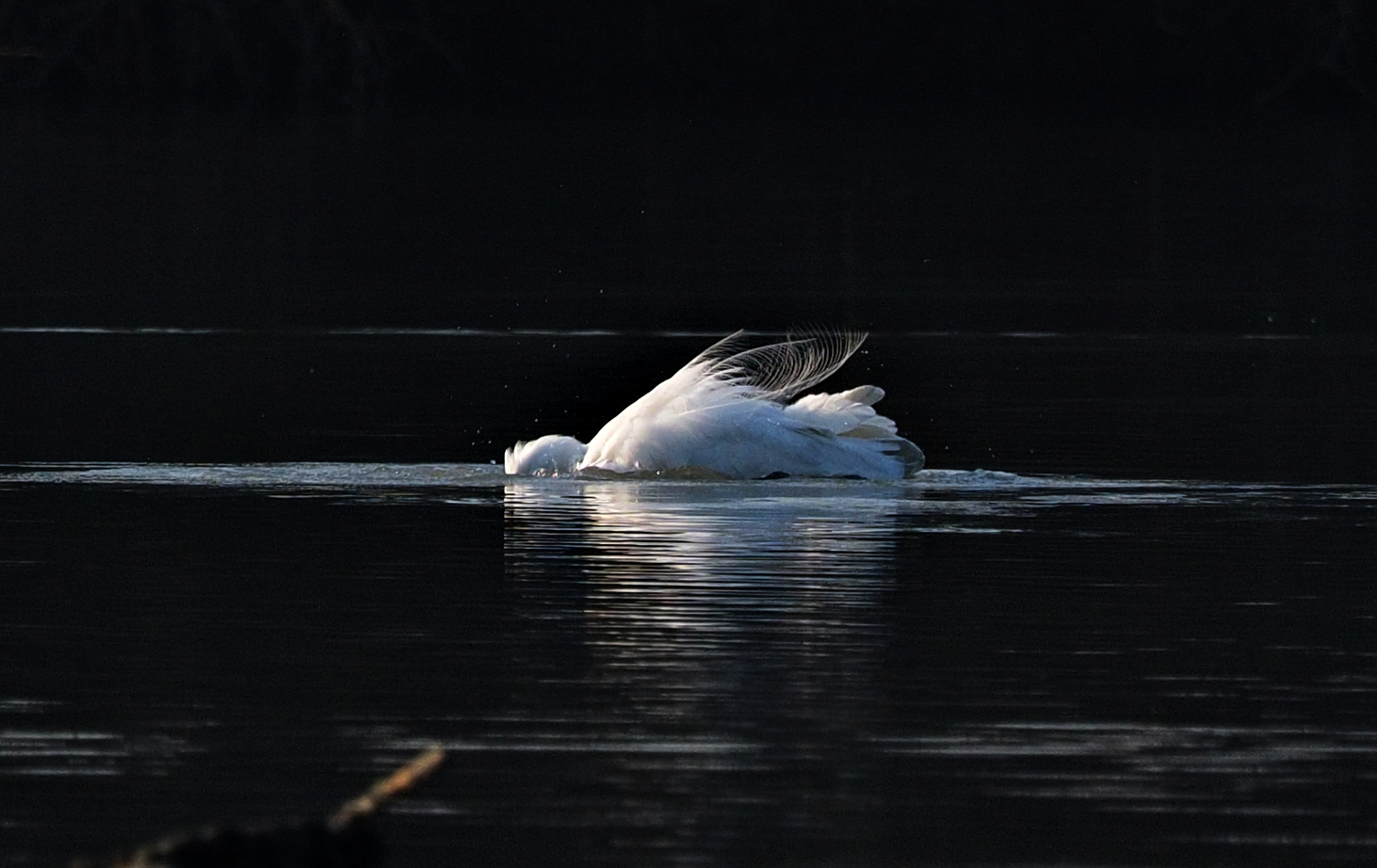 Heron to the bathroom