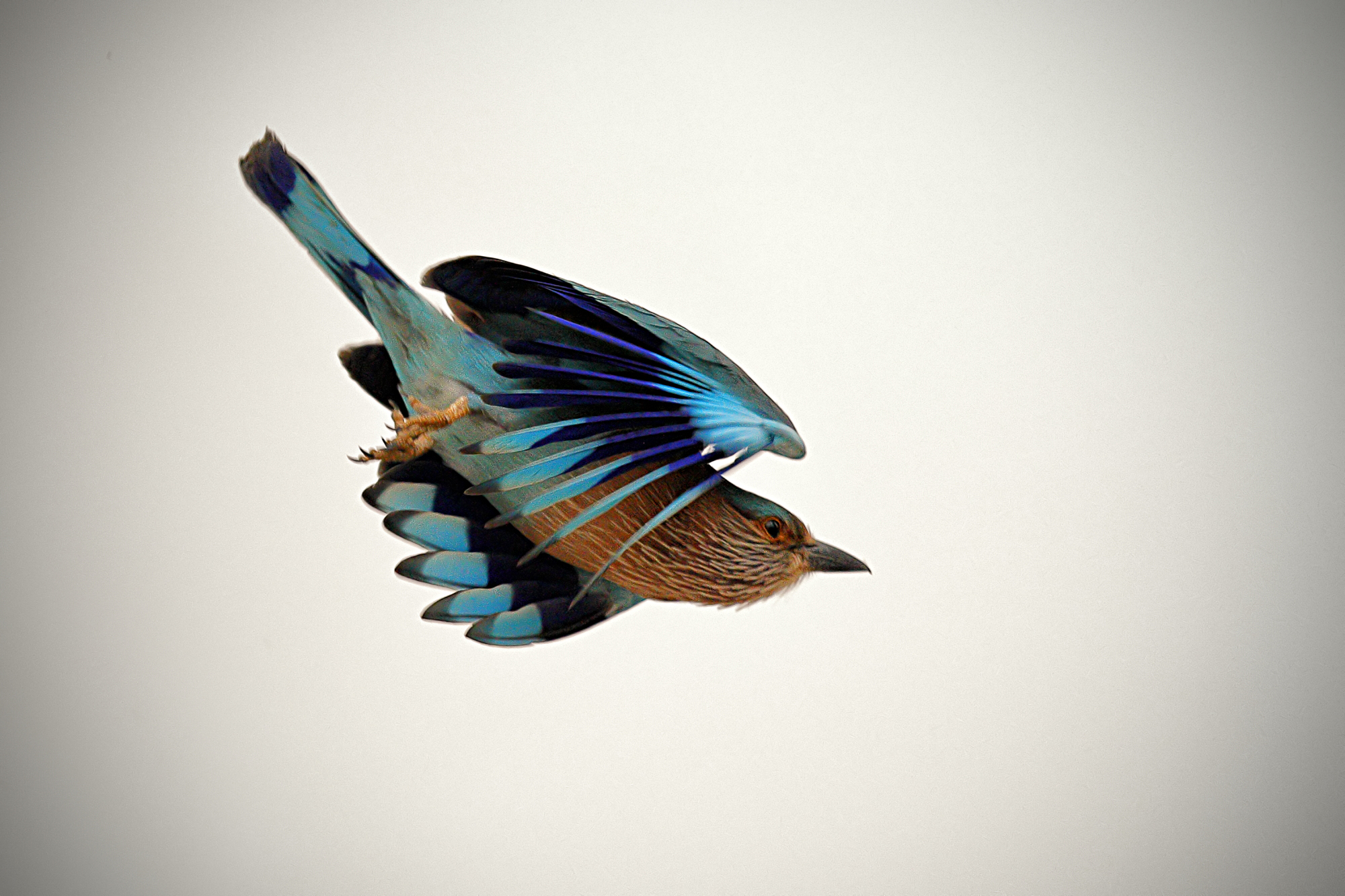 Il tuffo della Ghiandaia