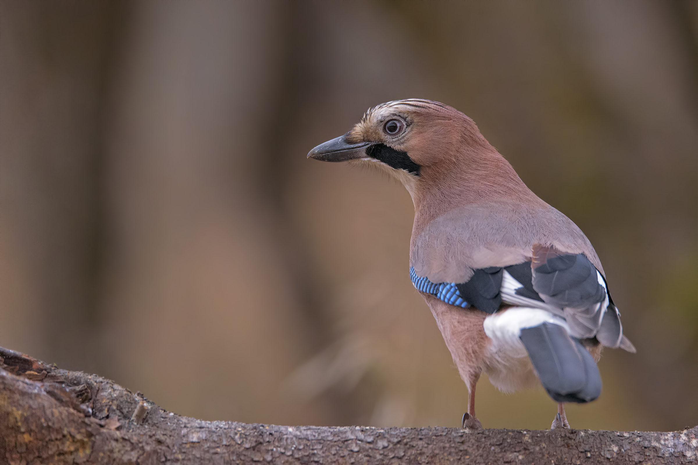 Ghiandaia a 6400 iso