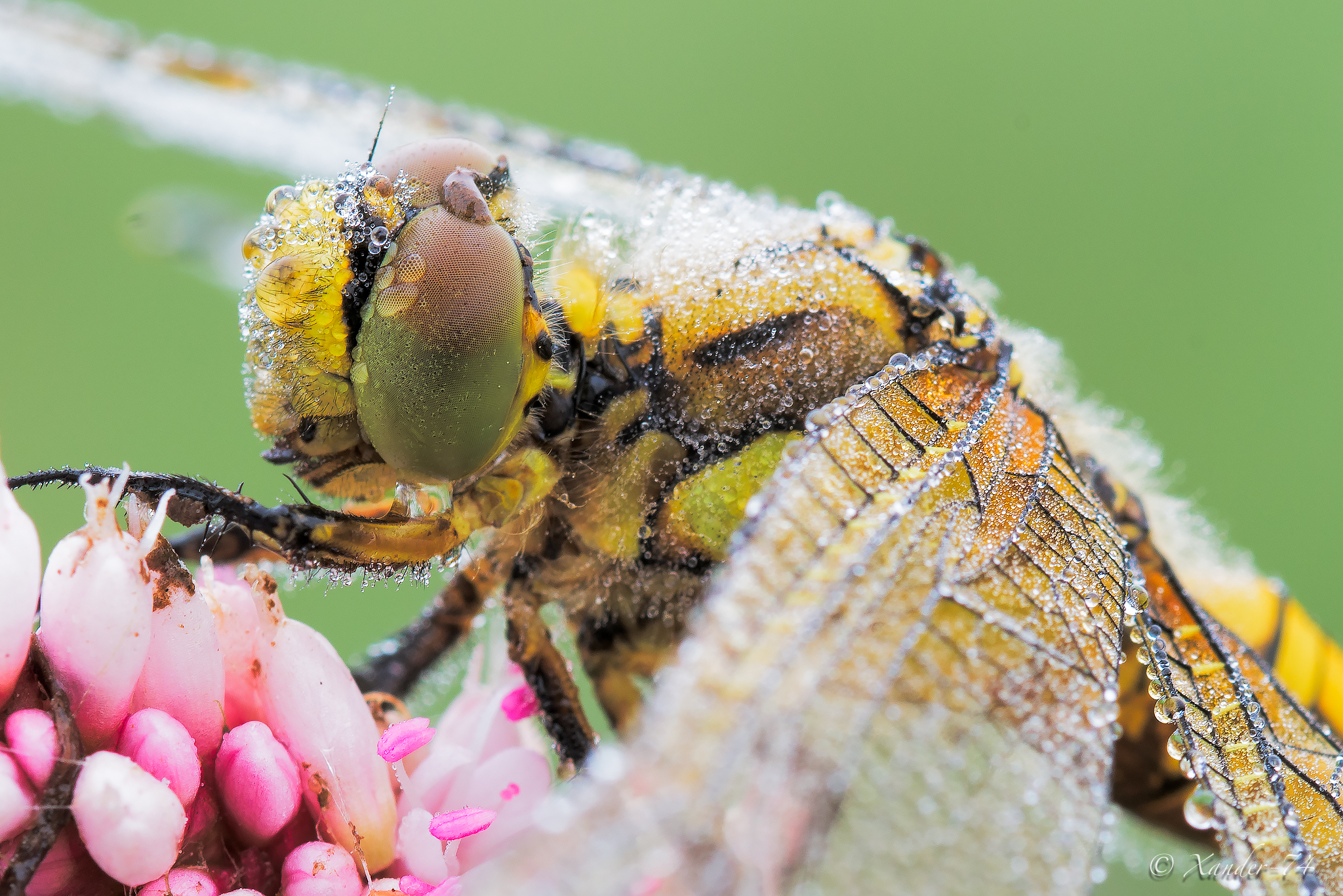 particolare Cancellatum