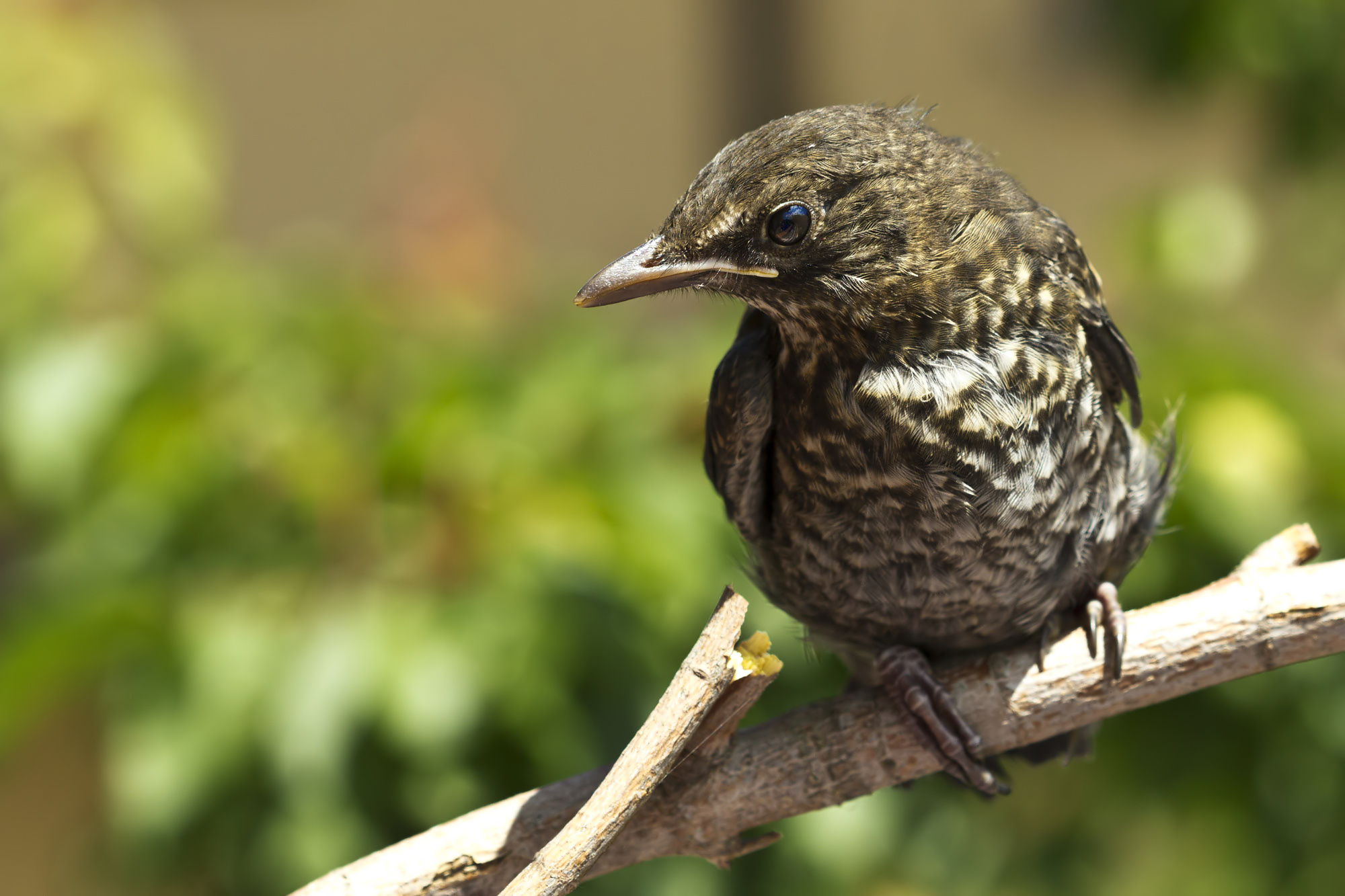 young blackbird