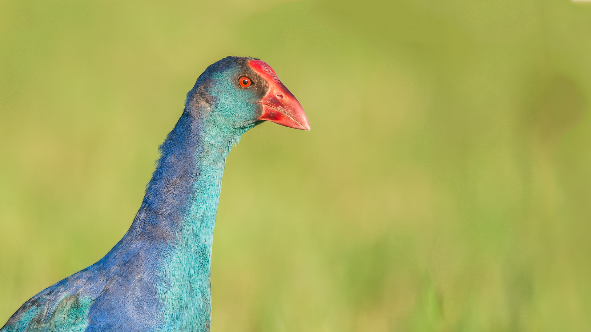 Porphyrio Porphyrio »pollo sultano viola