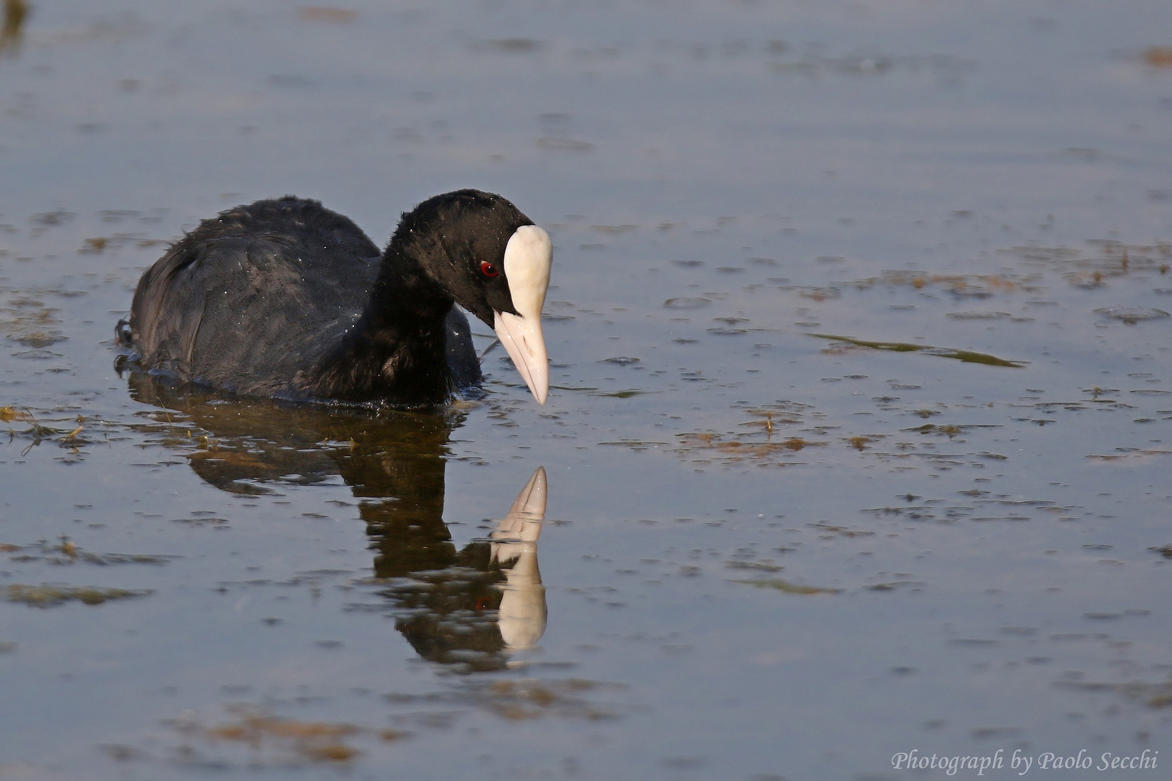 Reflections of a coot