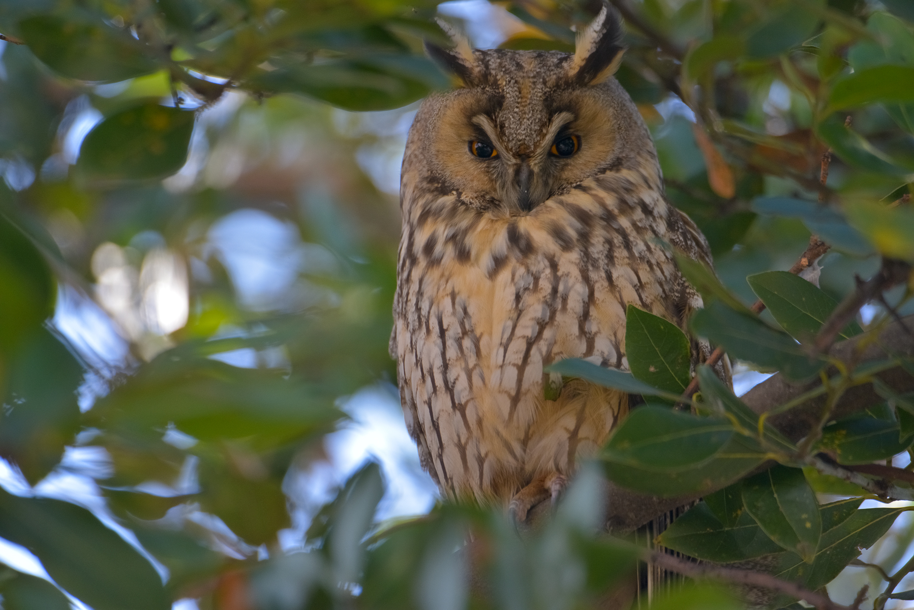 Gufo comune, 600mm no crop