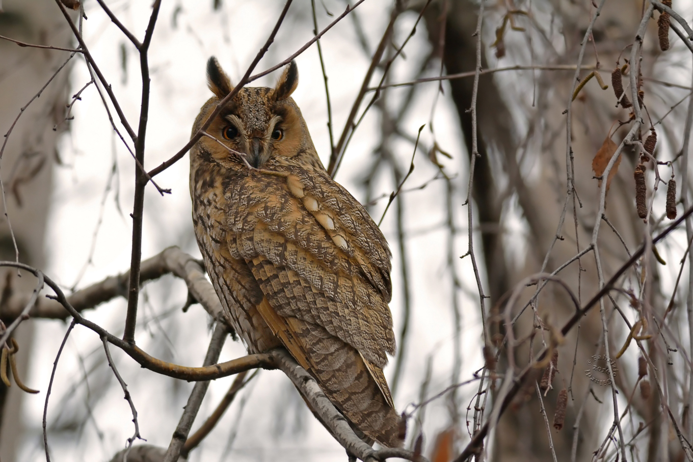 Owl (Asio otus)