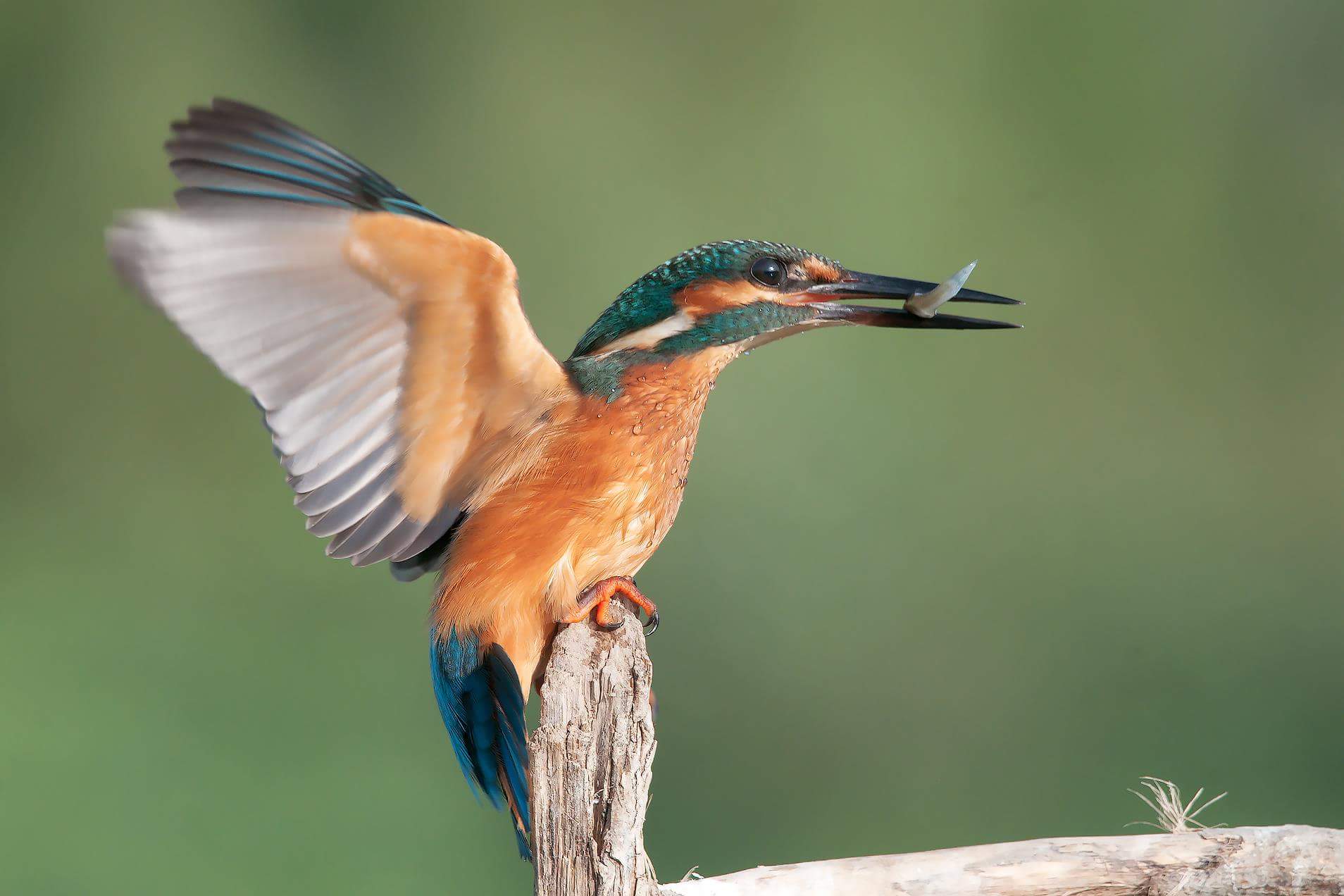 Kingfisher