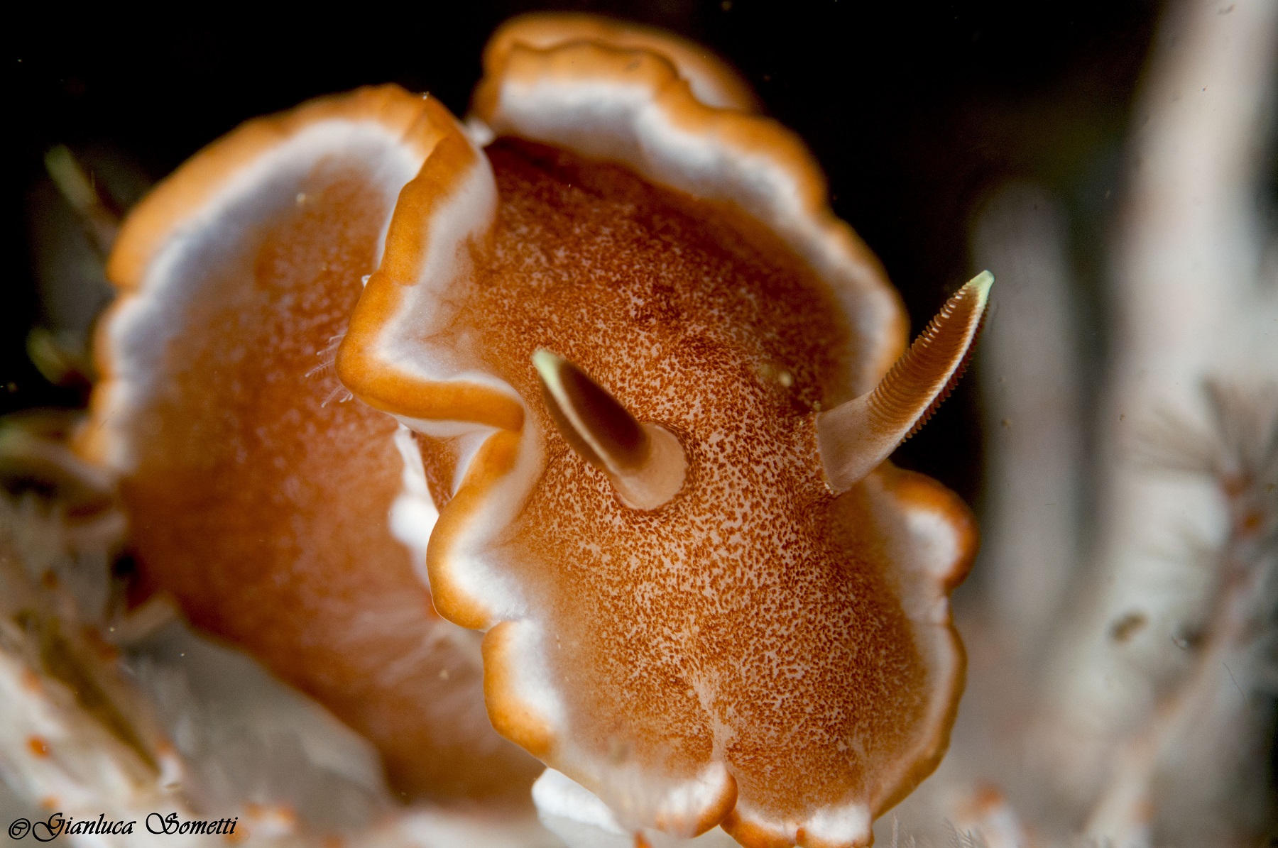 white margin nudibranch