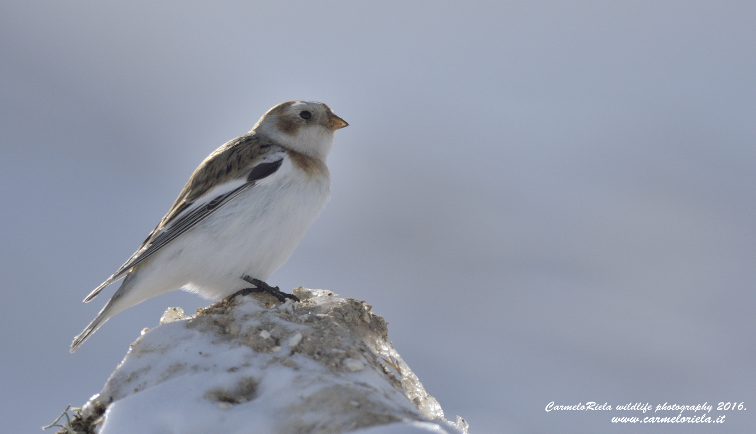 Zigolo delle nevi(Plectrophenax nivalis)