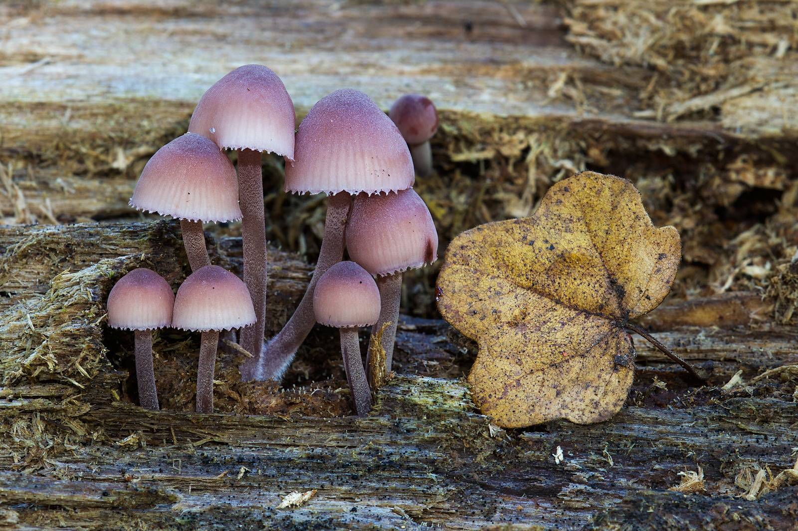 Mycena haematopus