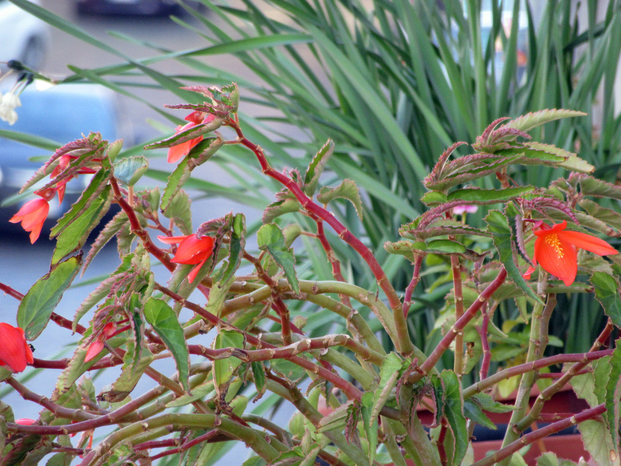 The planter on the balcony