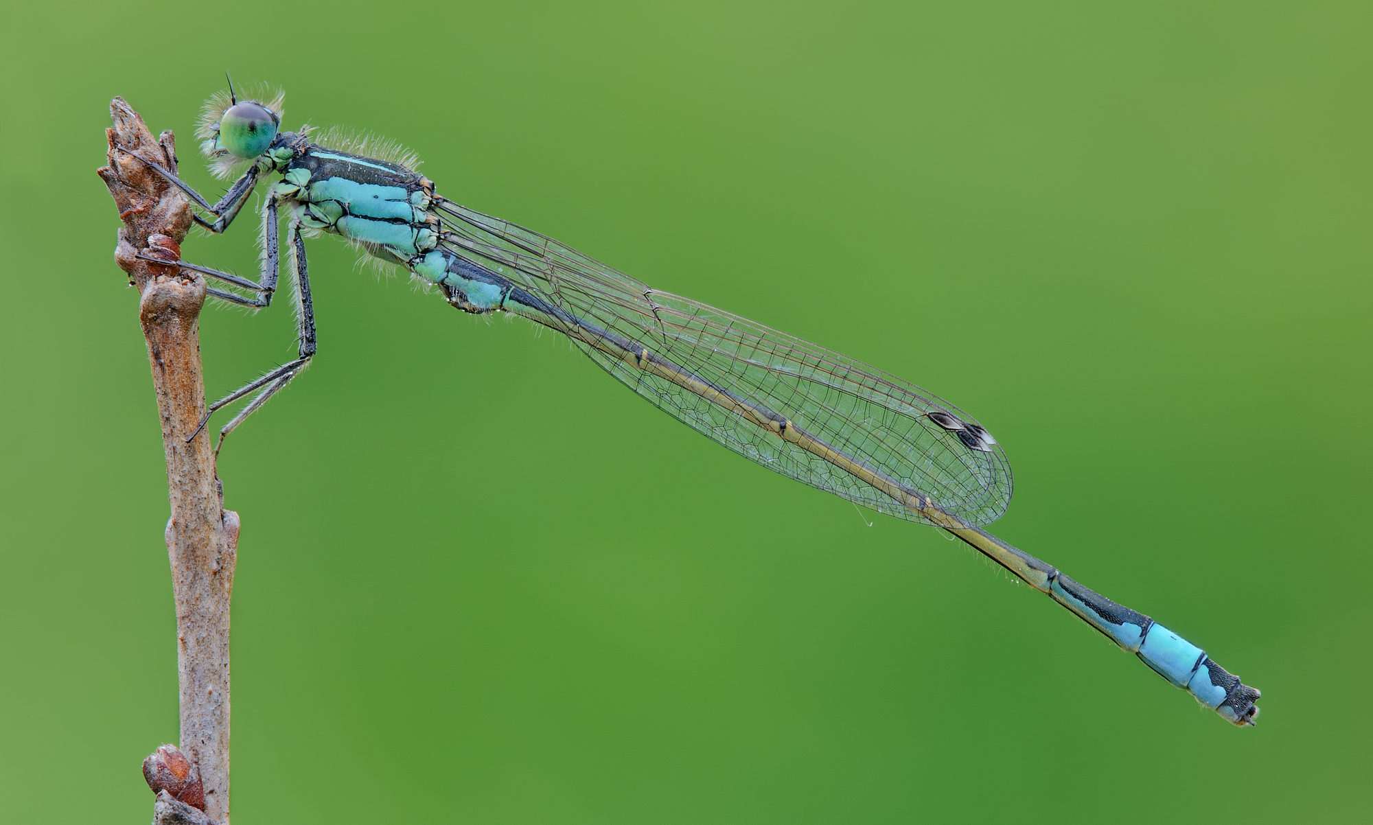 Ischnura elegans