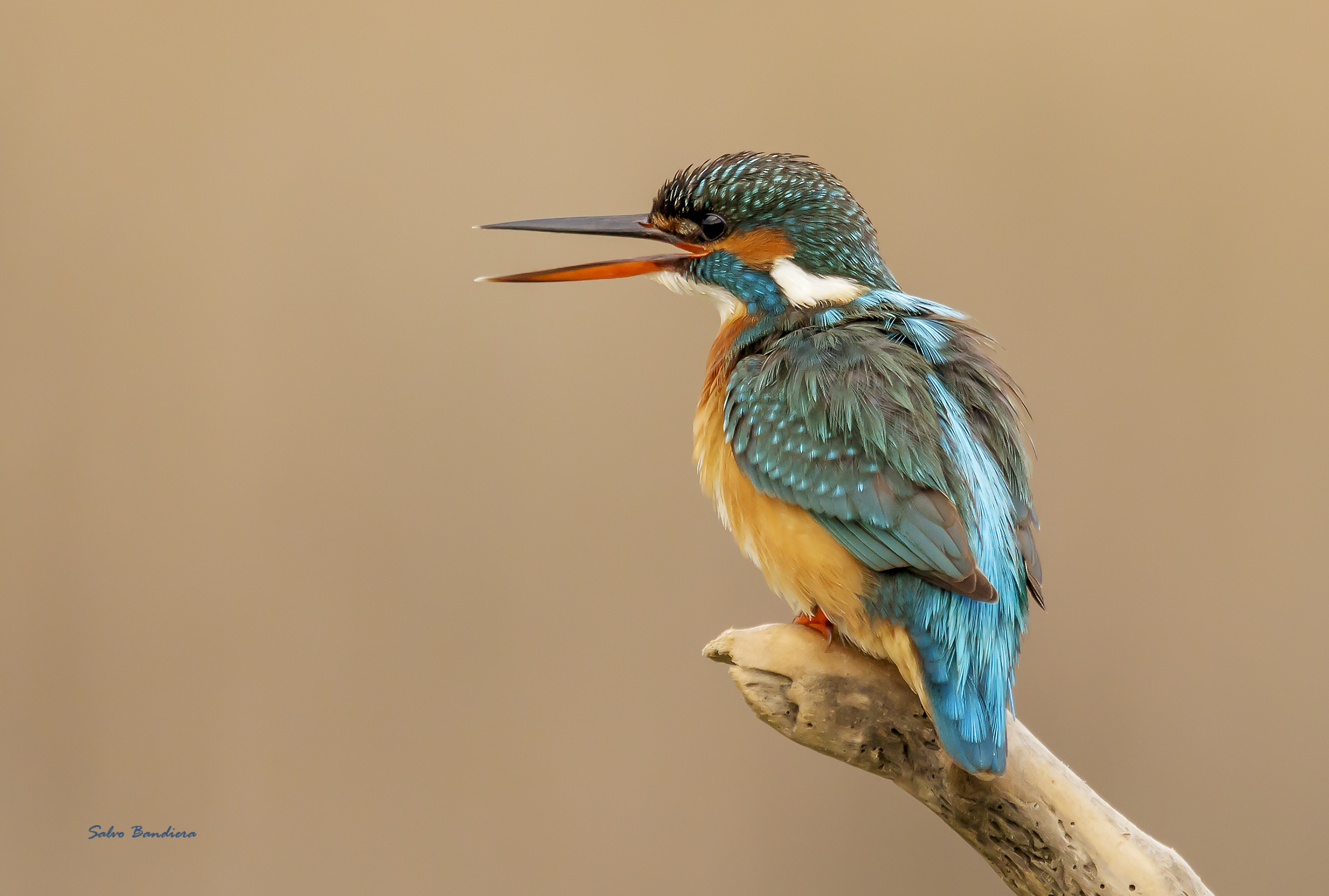 Martina canterina...