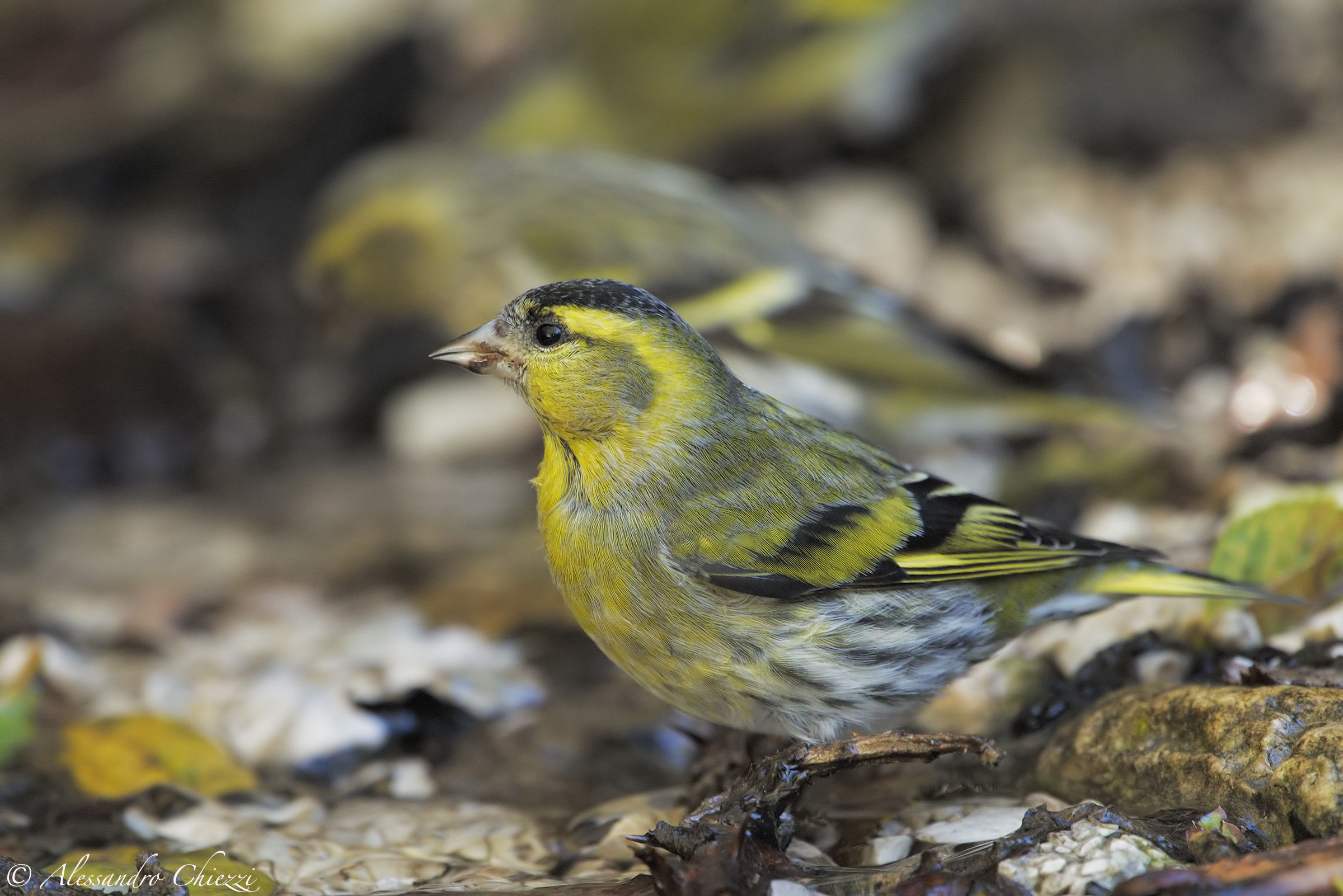 Siskins