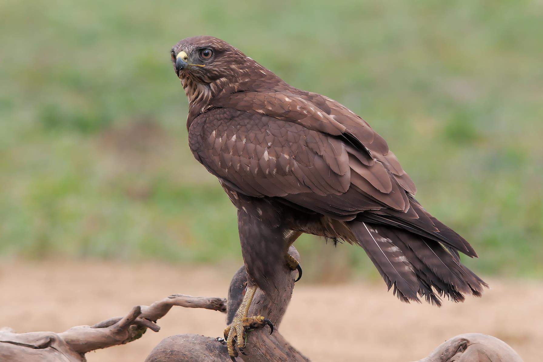 Buzzard