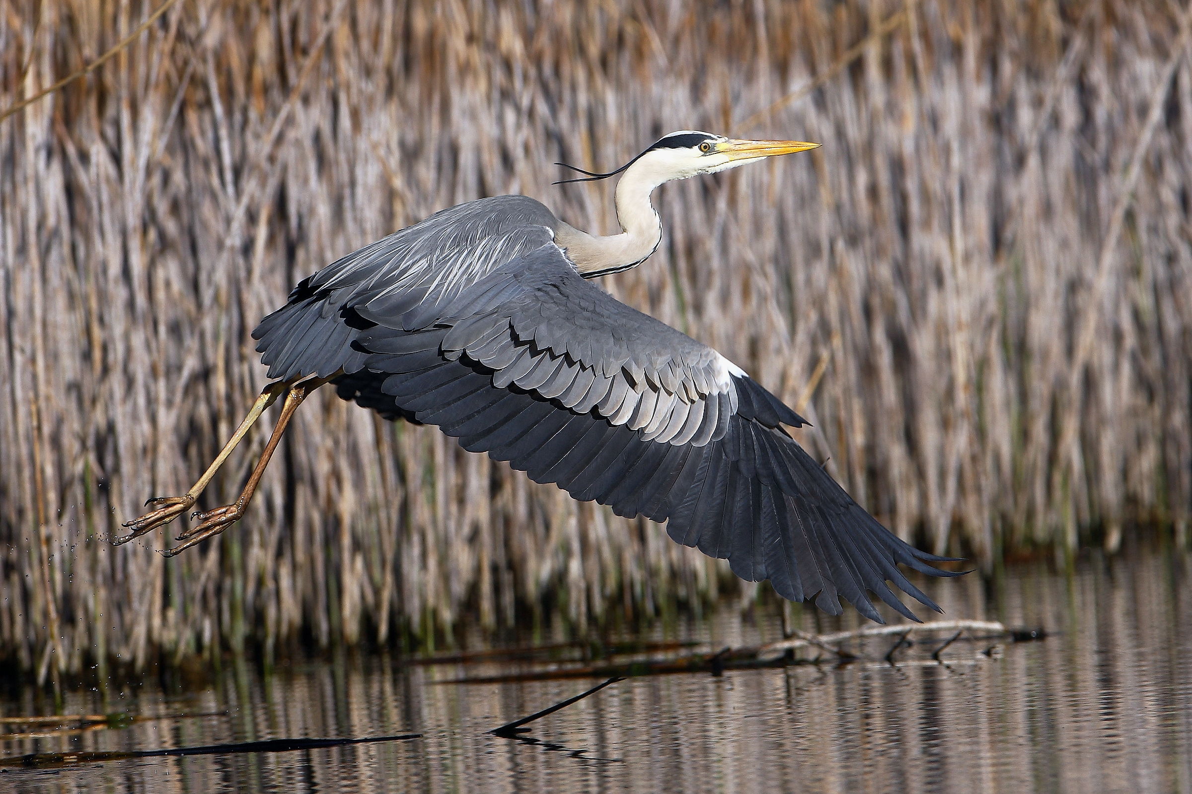 Airone in fase di decollo  -  Lago d'Iseo -