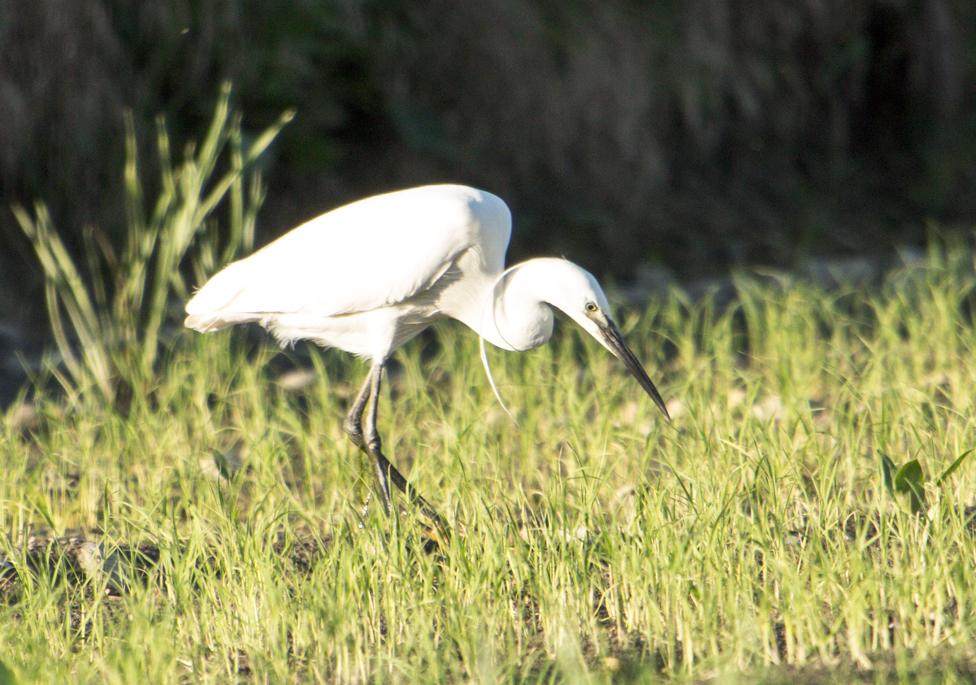 Garzetta romentinese ...
