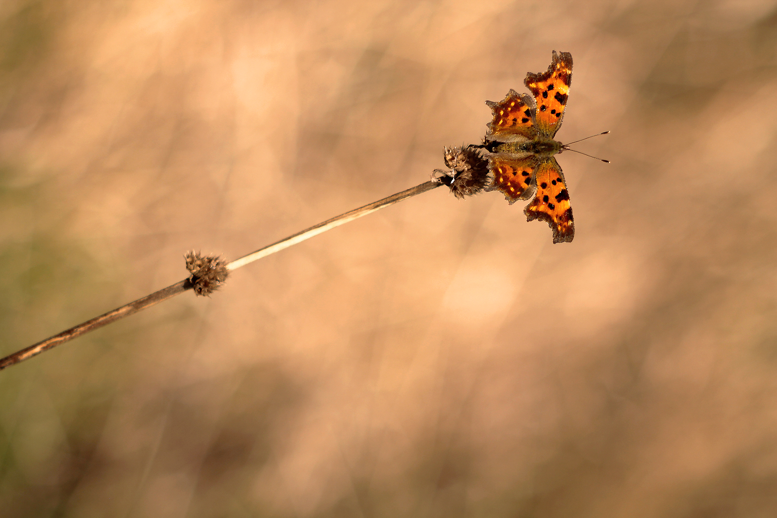 Gateway drug afternoon