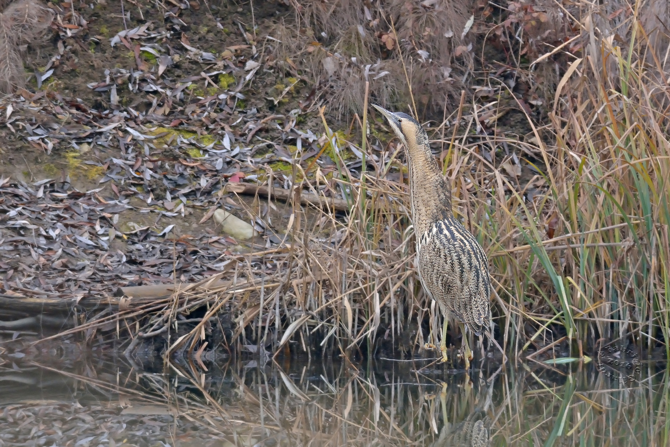 Tarabuso (Botaurus stellaris)