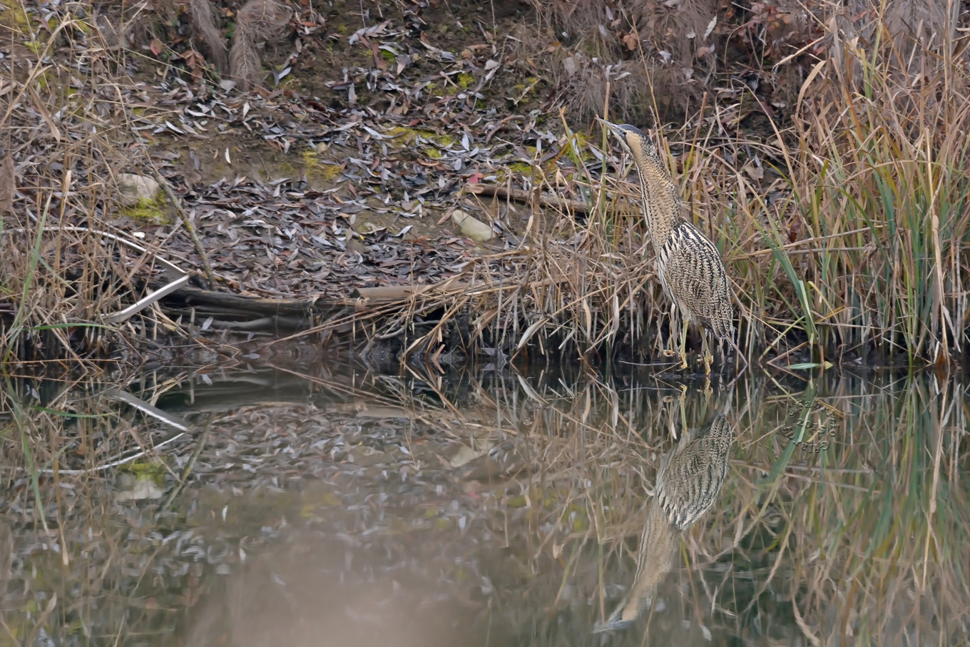 Bittern (Botaurus stellaris)