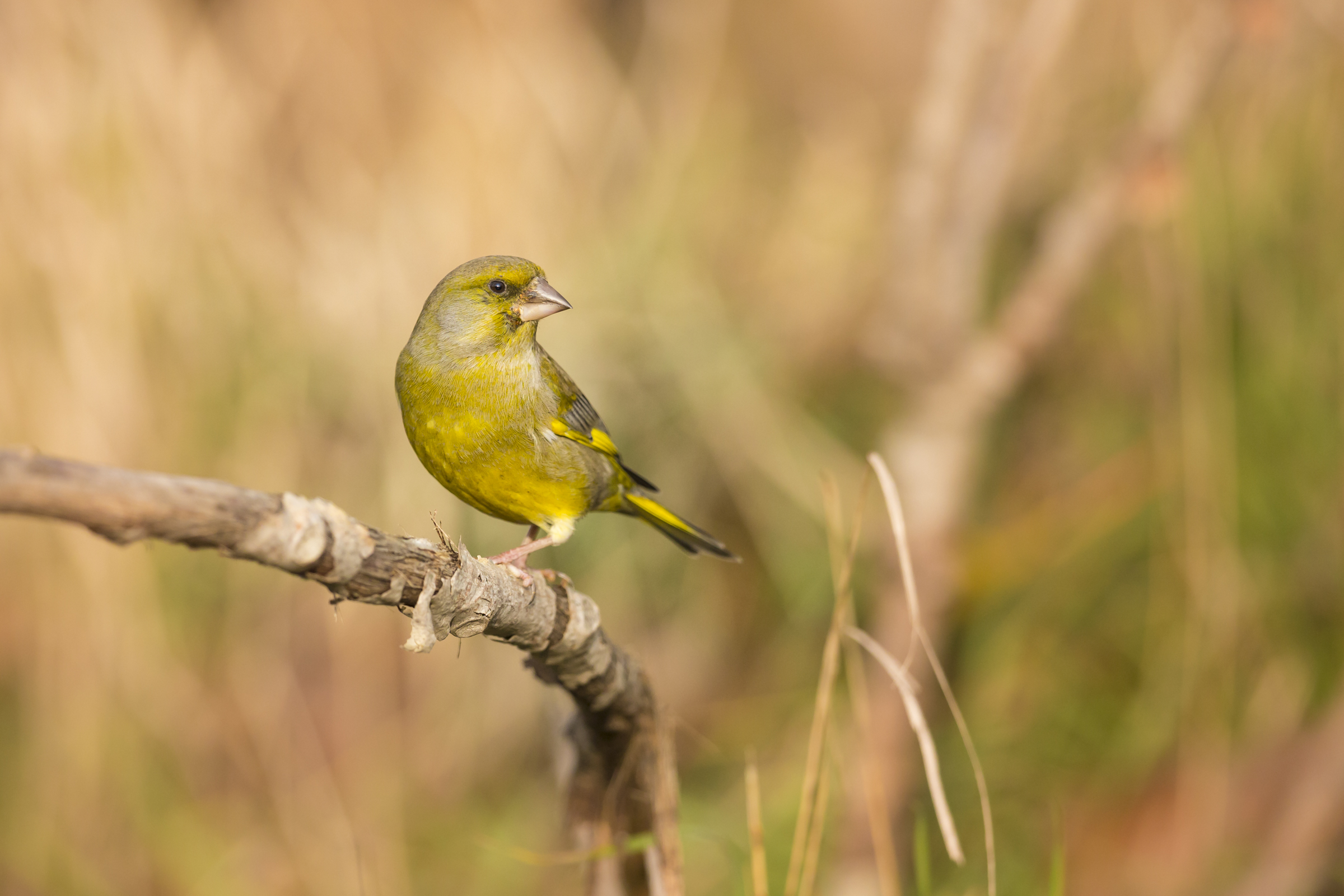 greenfinch