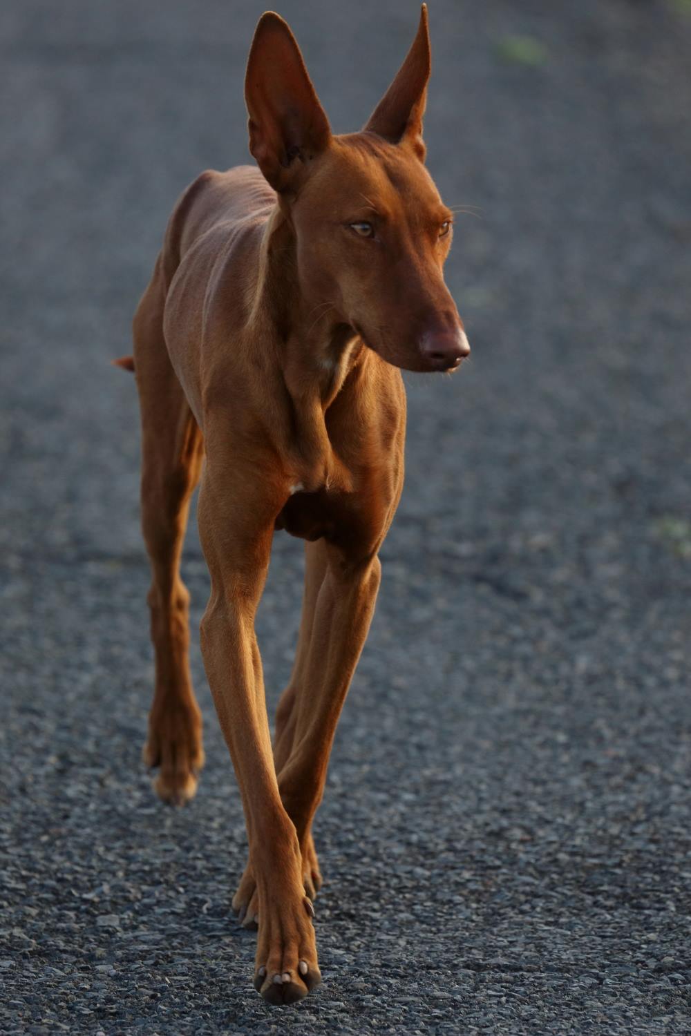 Podenco canario