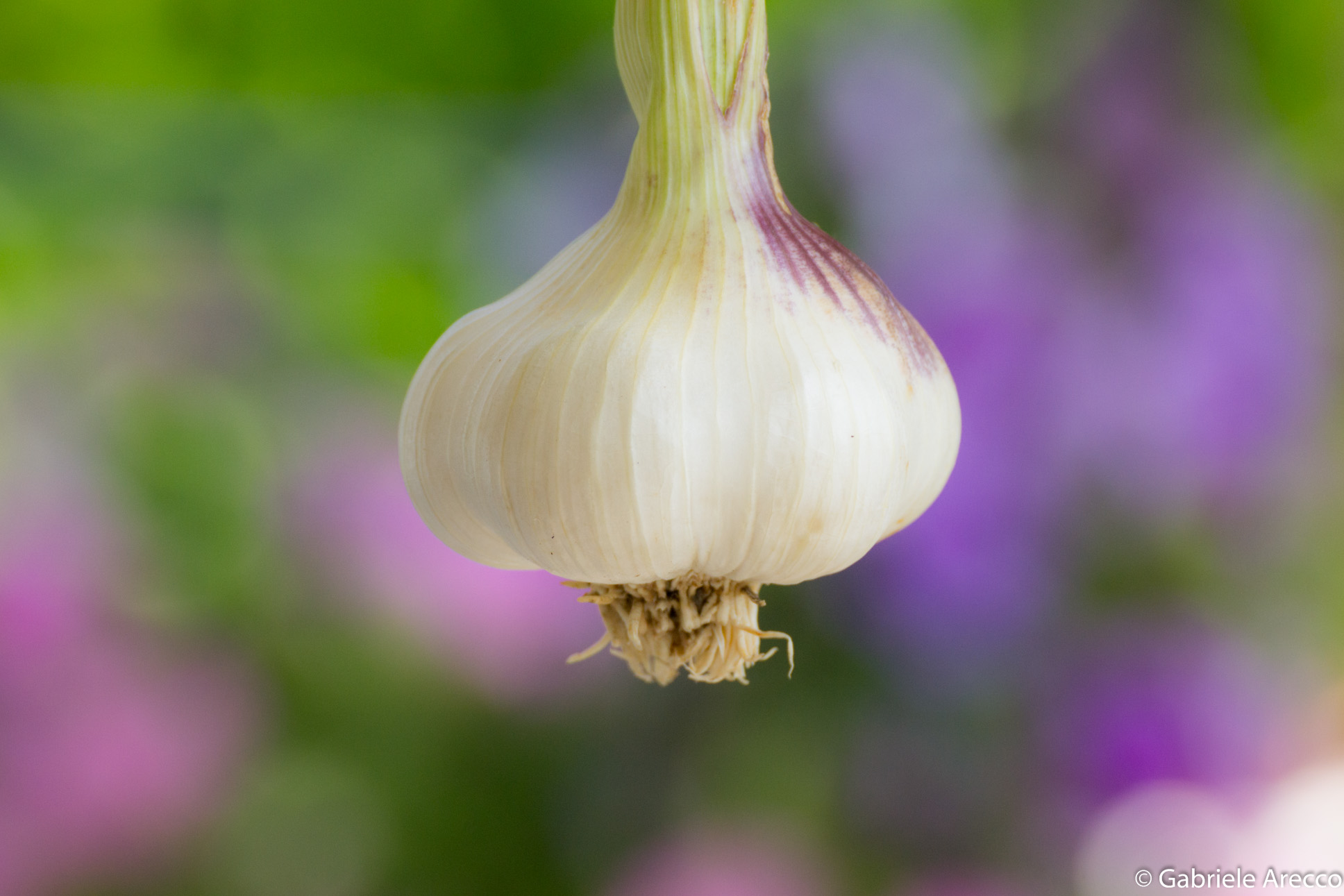 L'aglio più bello del mondo
