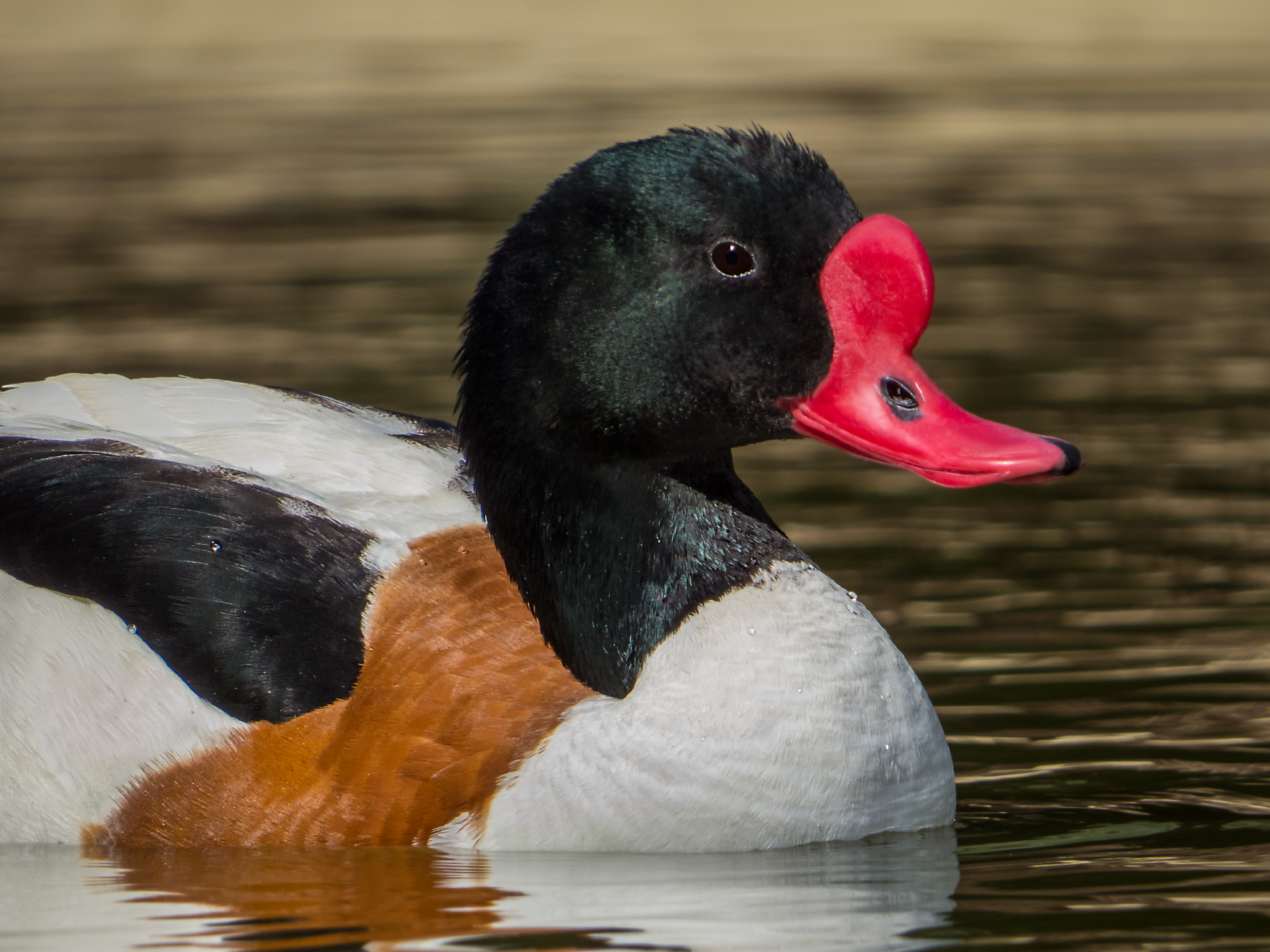 Shelduck - Male