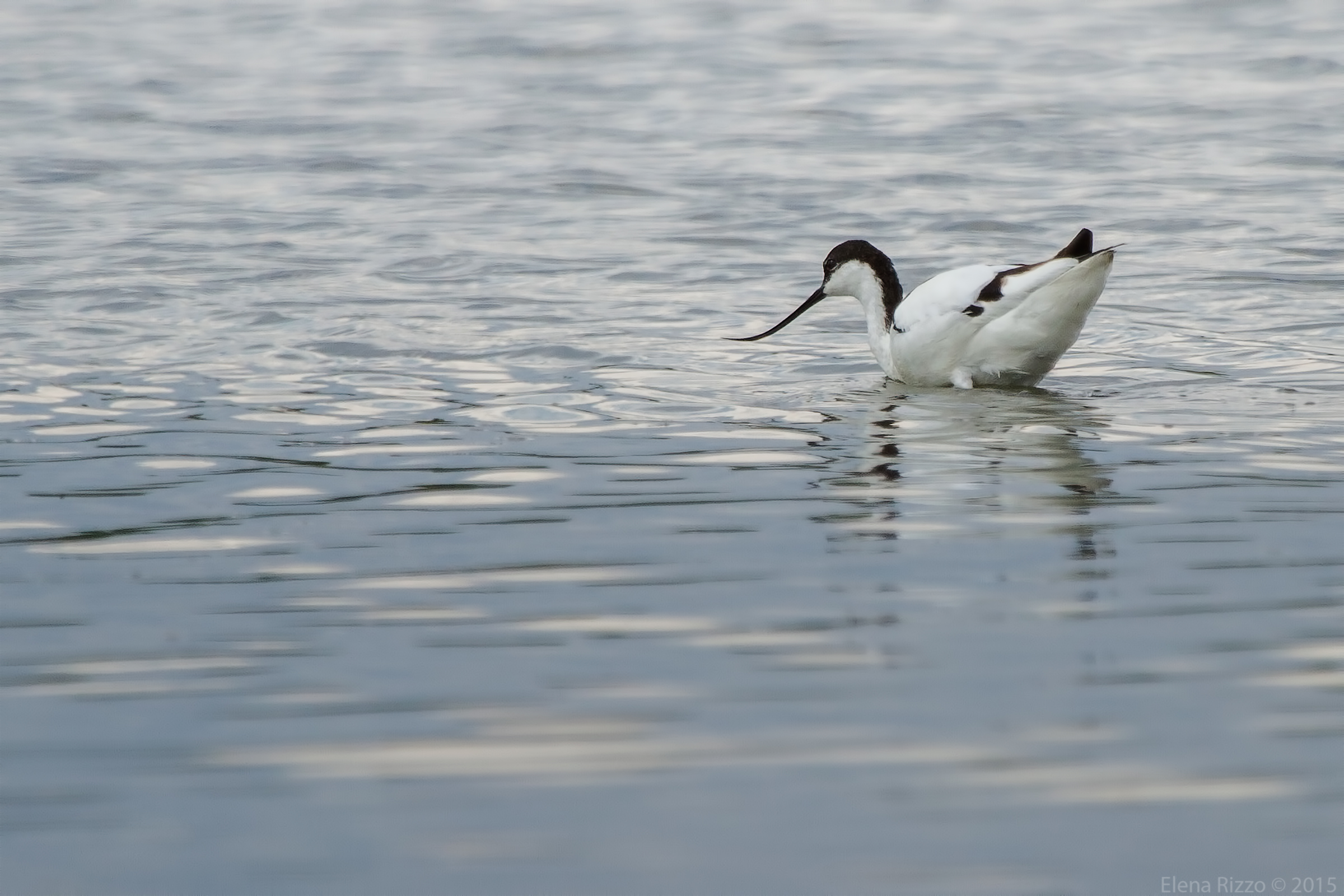 Avocetta