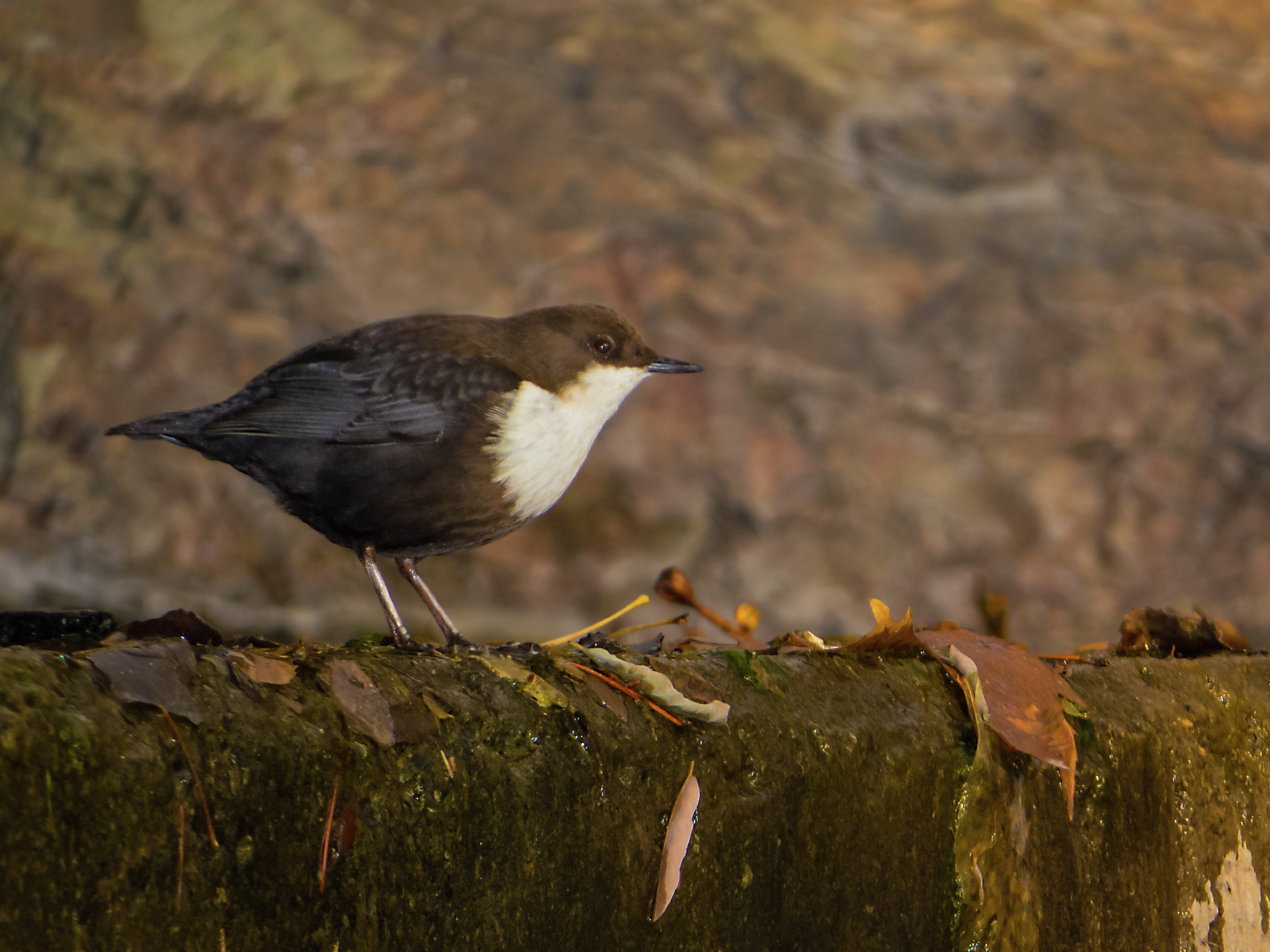 Dipper
