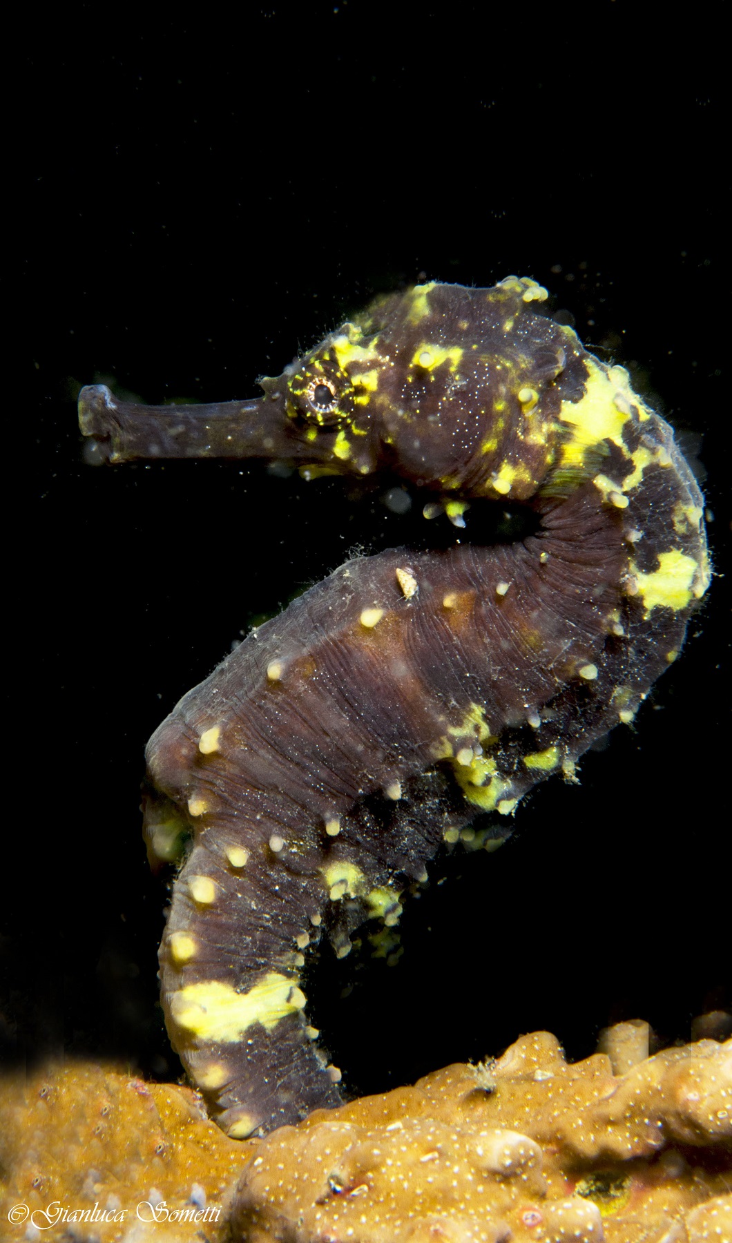common seahorse