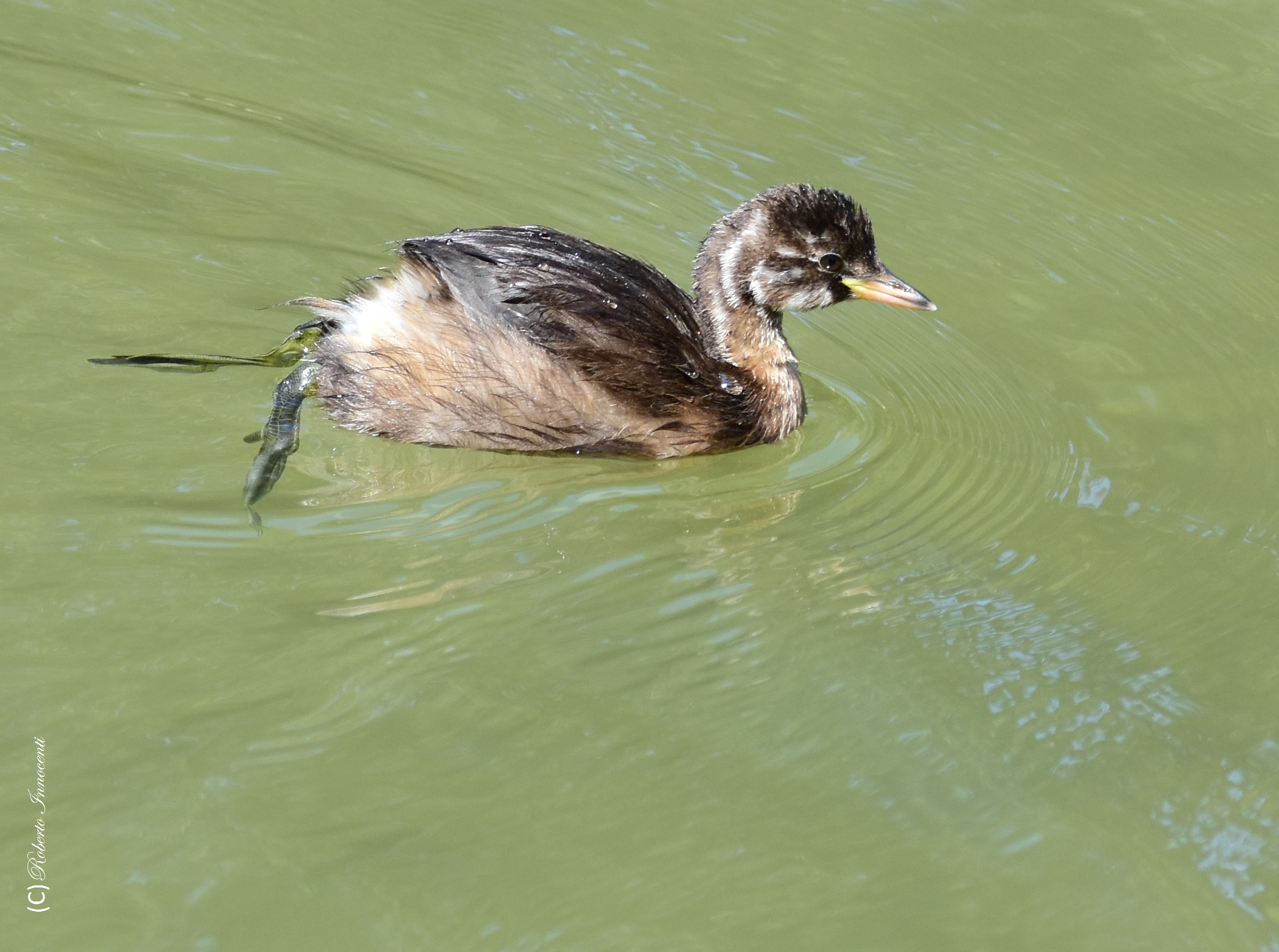 Little Grebe
