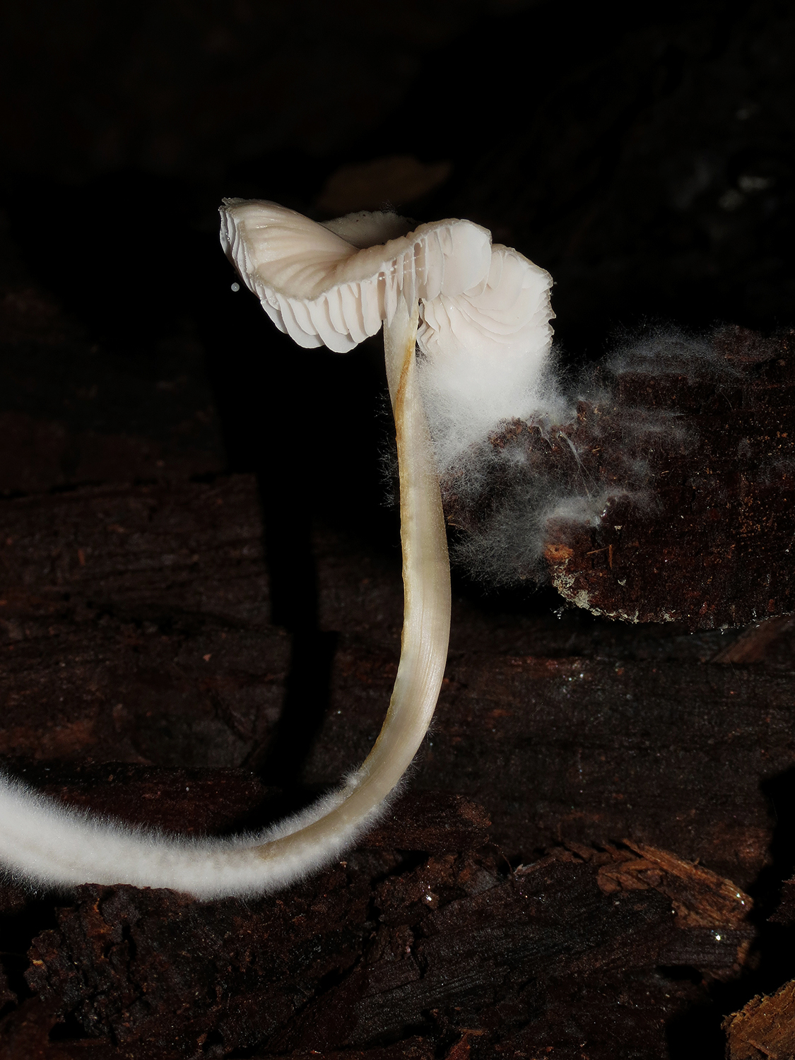 The strange mushrooms mines