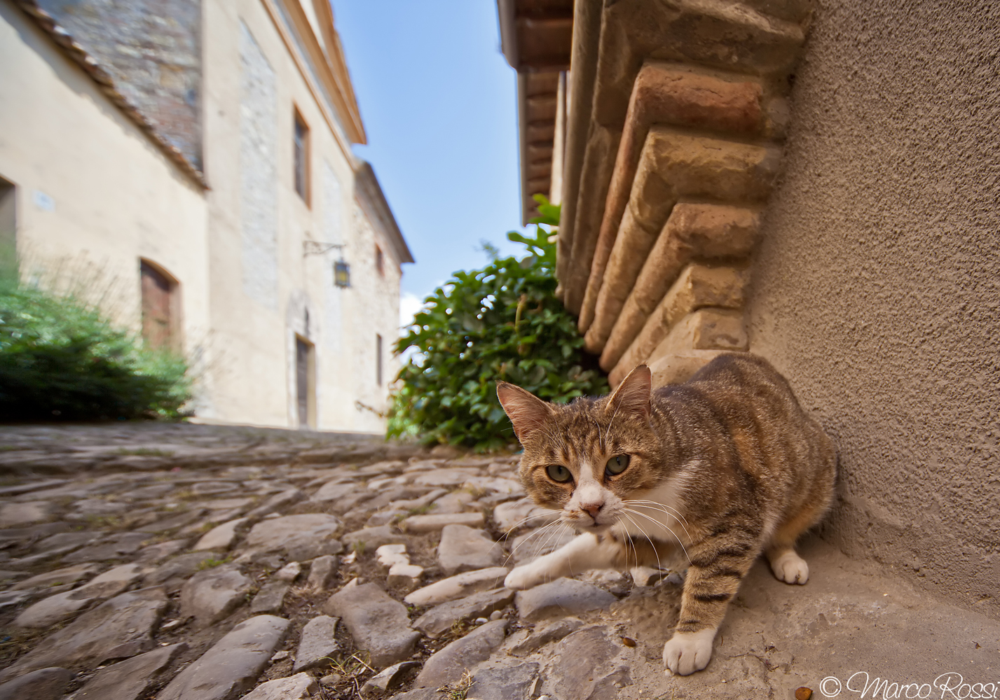 Kitten Castle Scipione