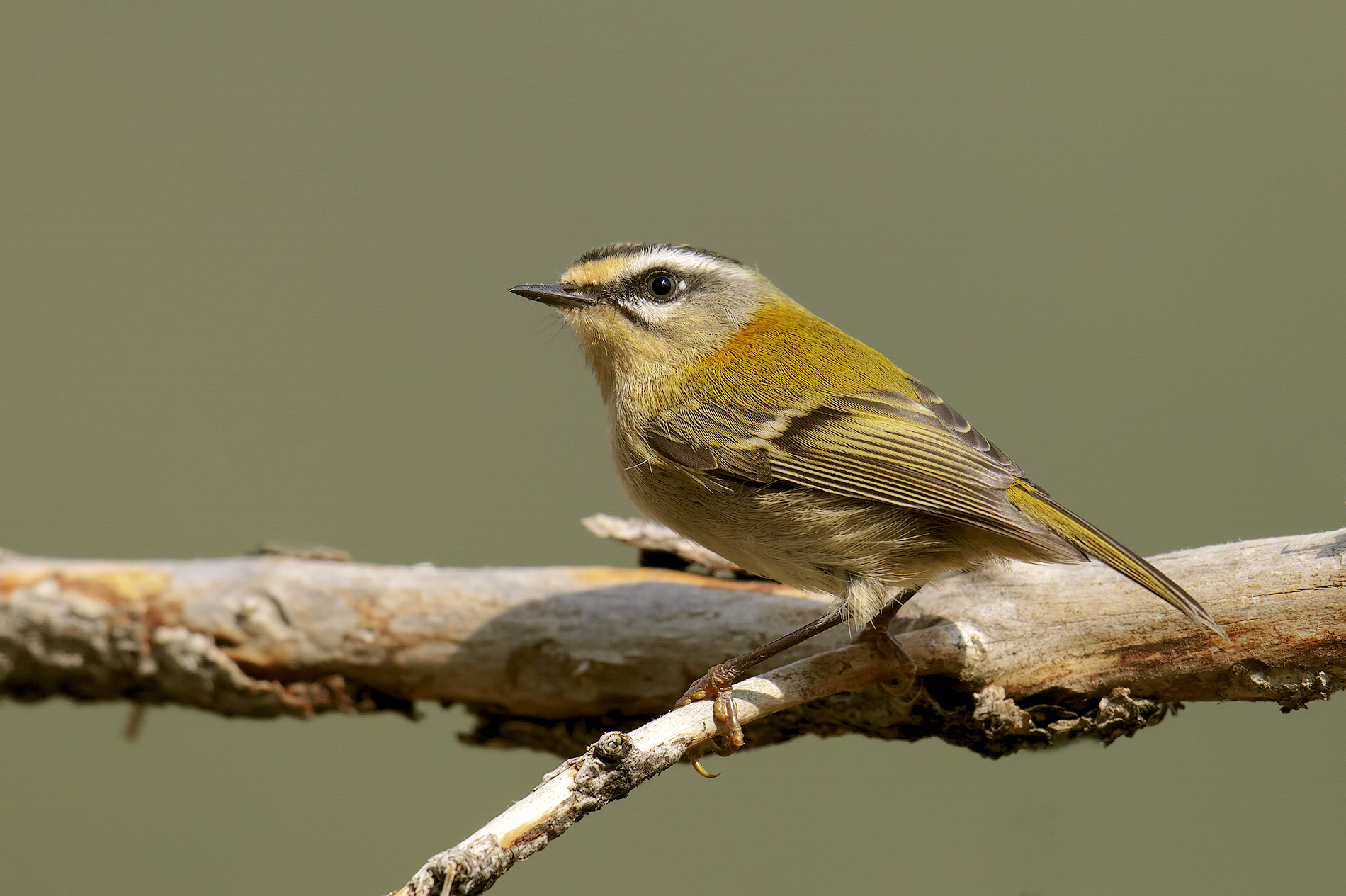 Firecrest