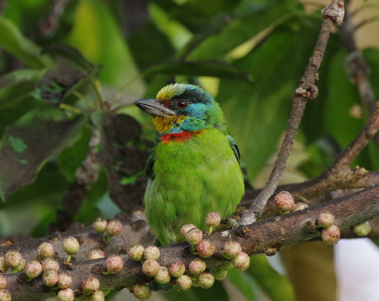 ?????? (Taiwan Barbet)