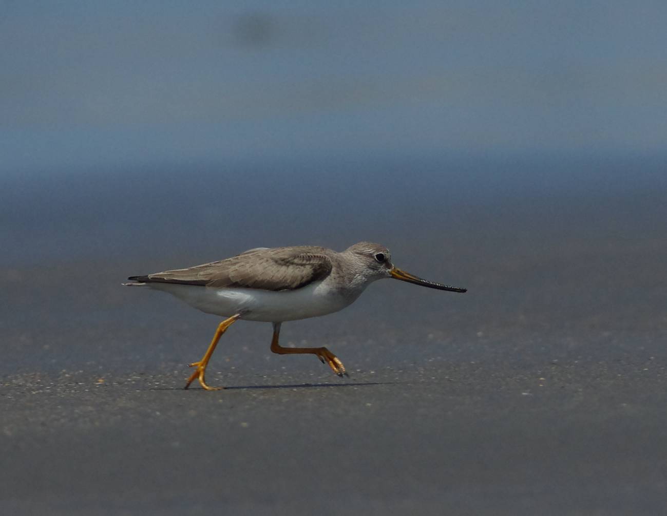 Terek Sandpiper