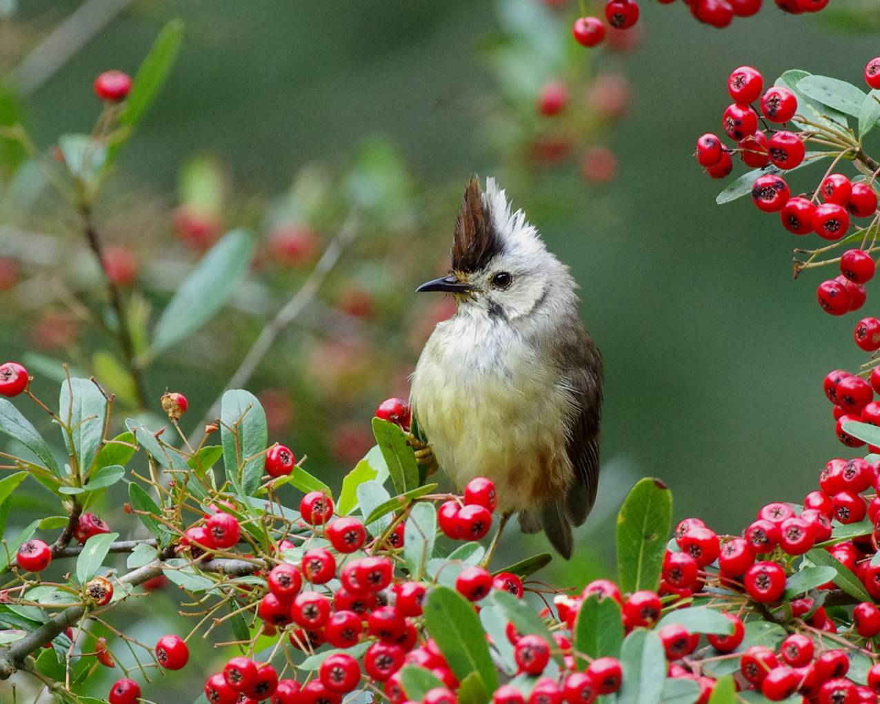 Taiwan Yuhina