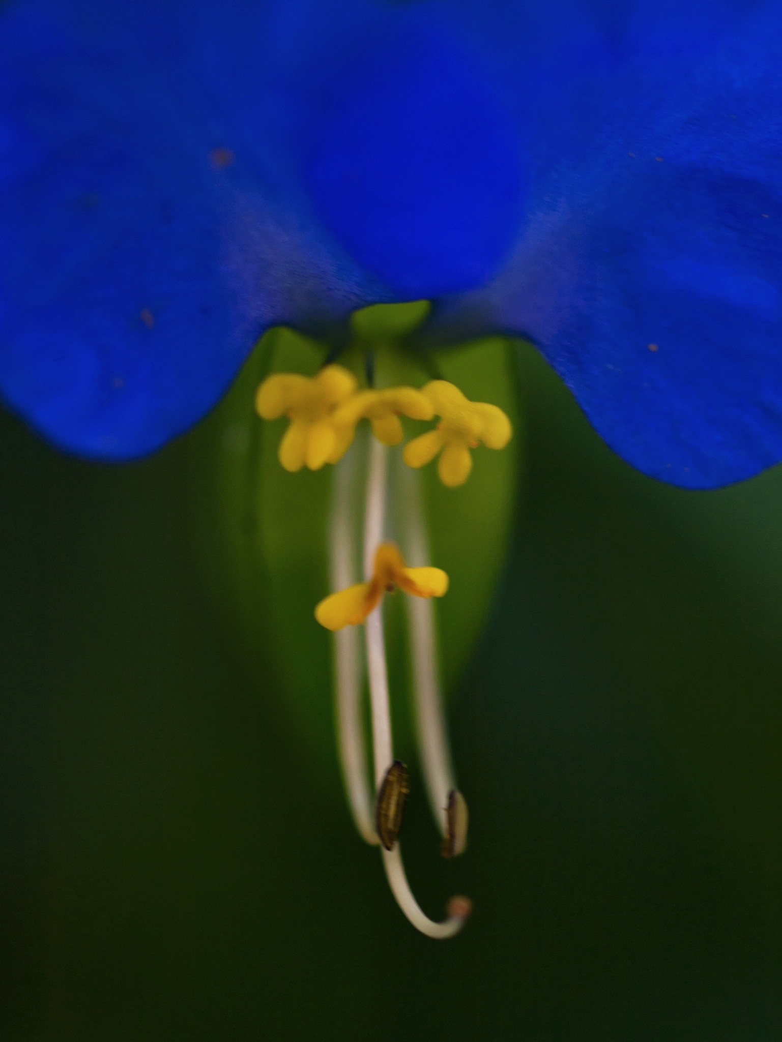 Un insolito pizzetto