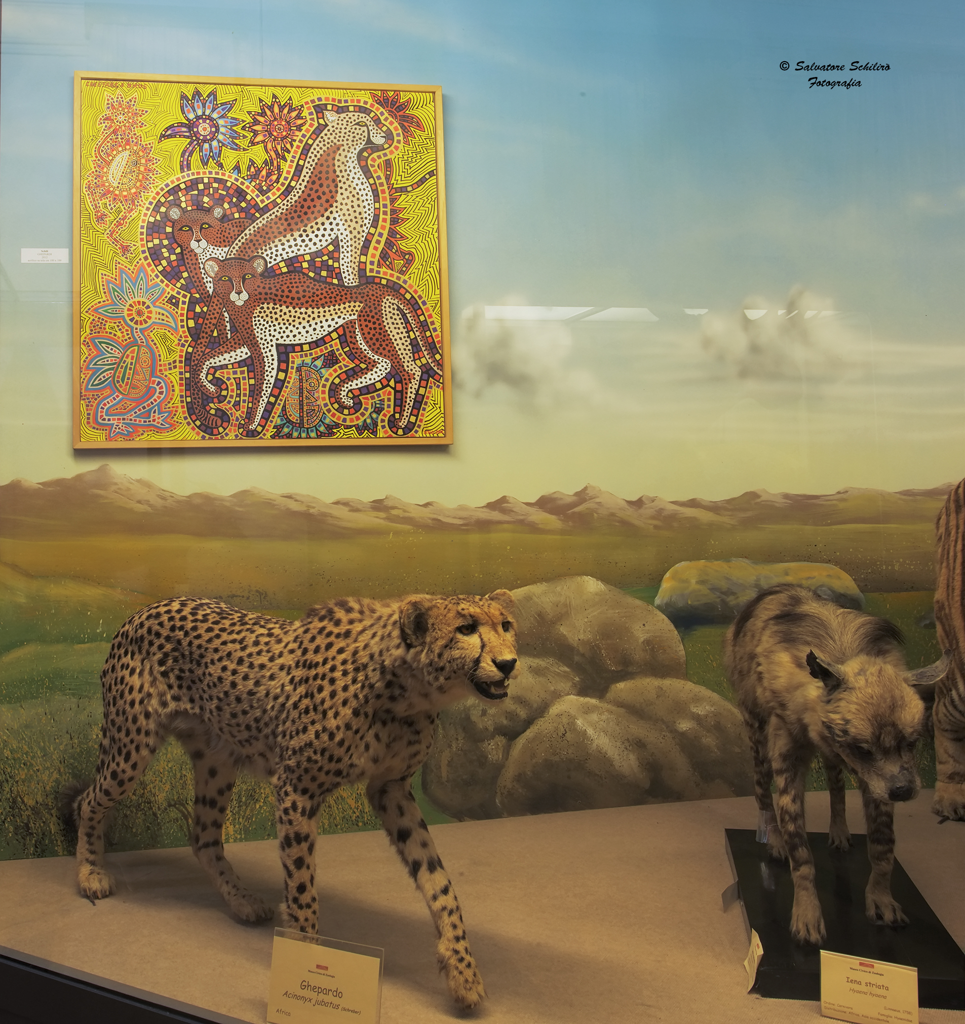 Mostra Museo di Zoologia - 1