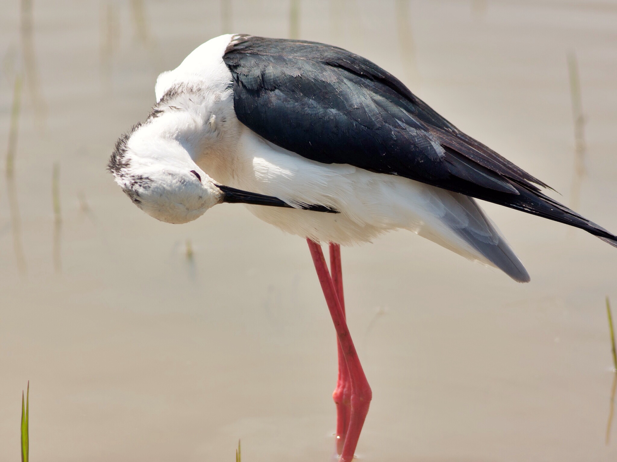 Grattatina del cavaliere.