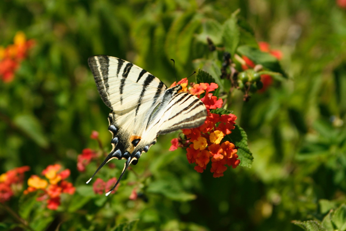 Iphiclides podalirius