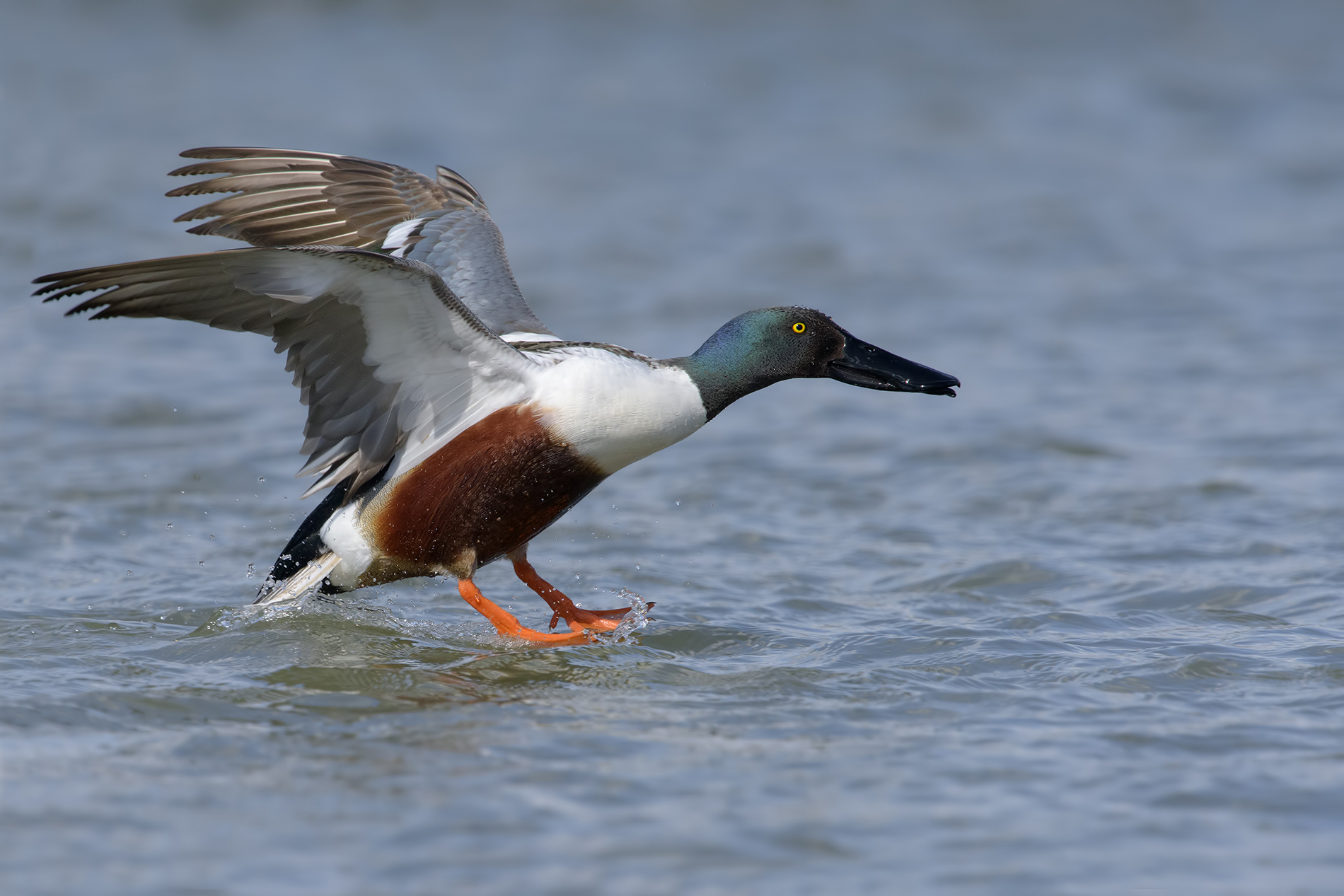 mestolone in atterraggio