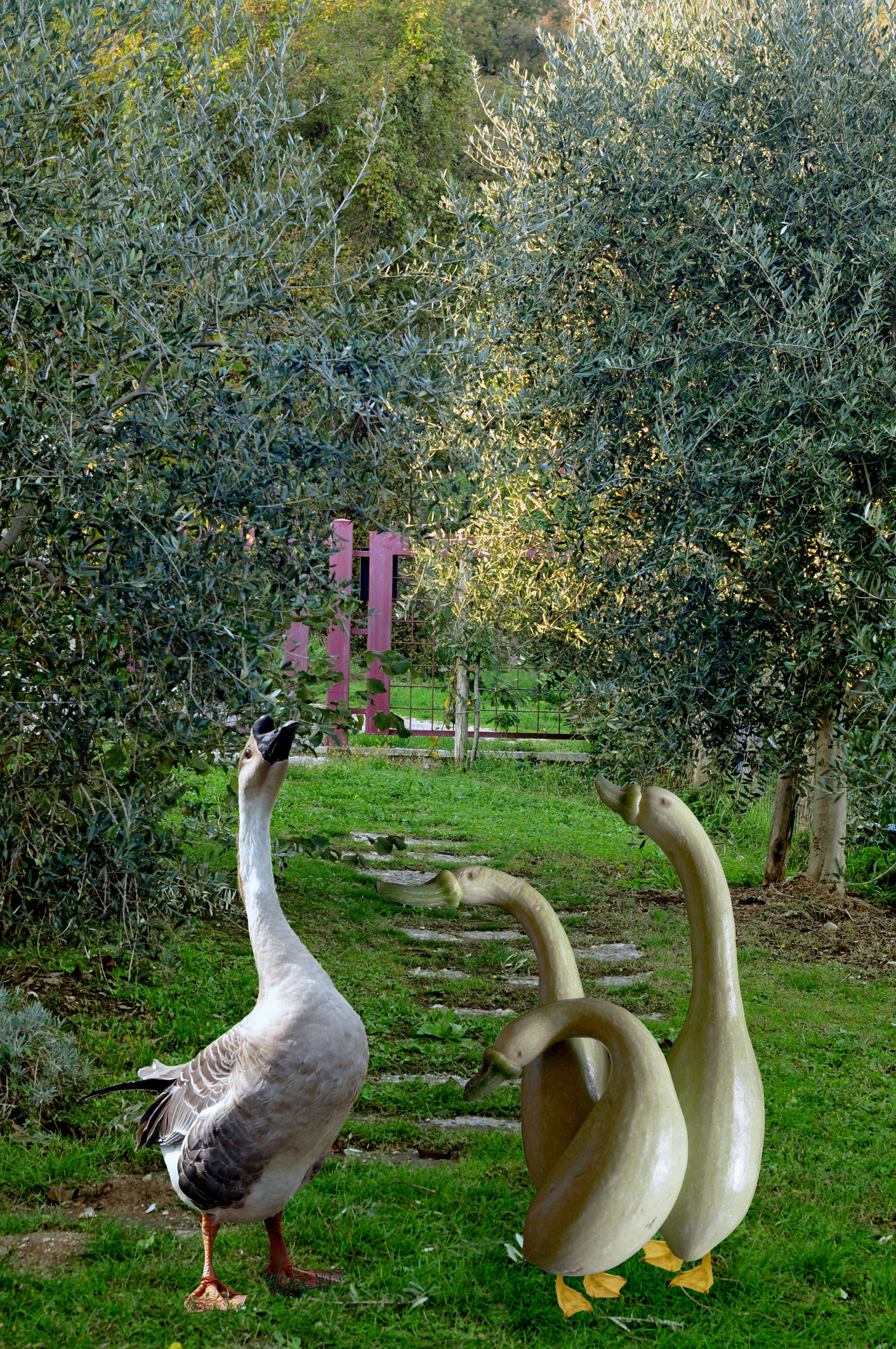 The goose and Zucchini