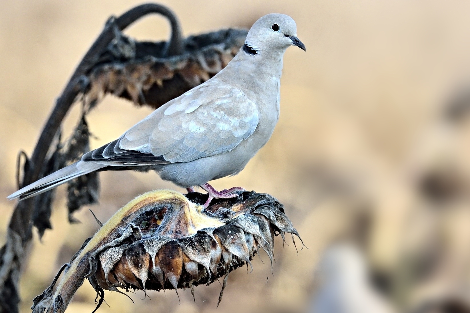 Tortora sul girasole