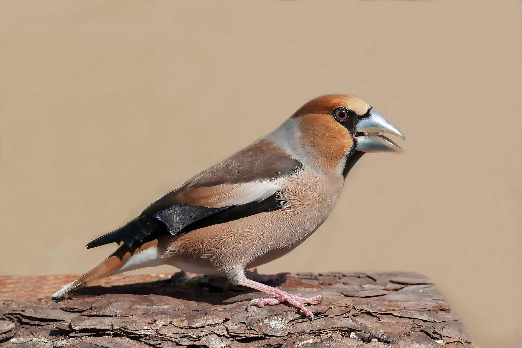 Grosbeak