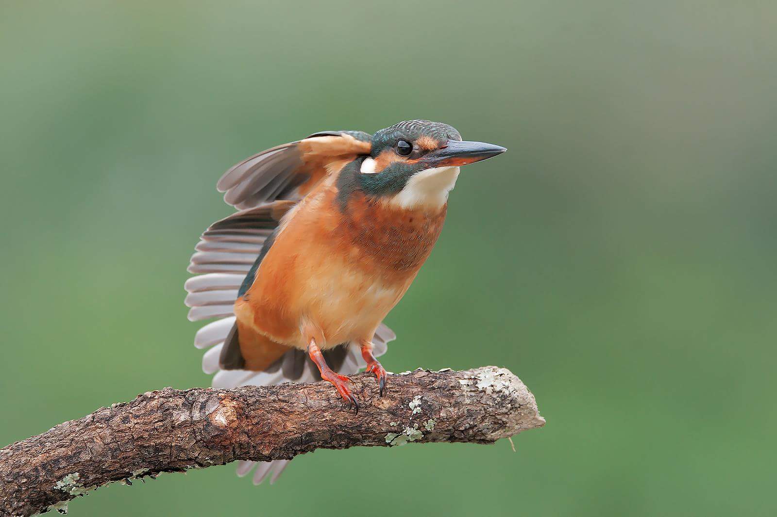 Kingfisher