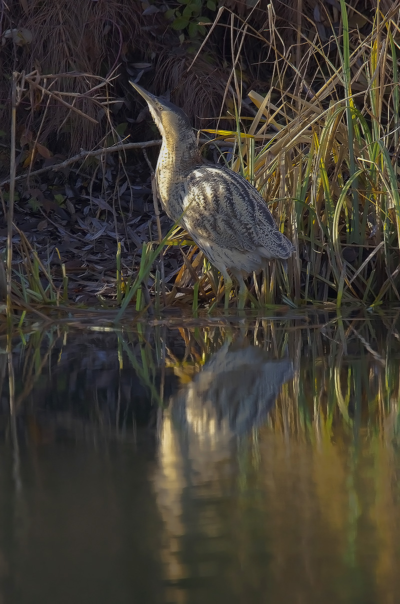 bittern