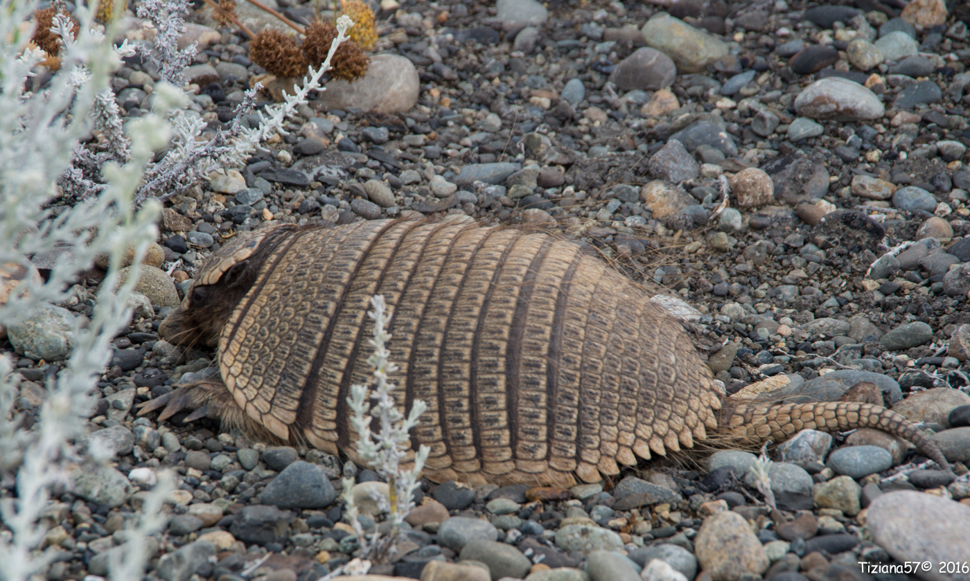 Pichi (armadillo dwarf) Zaeduys pichiy