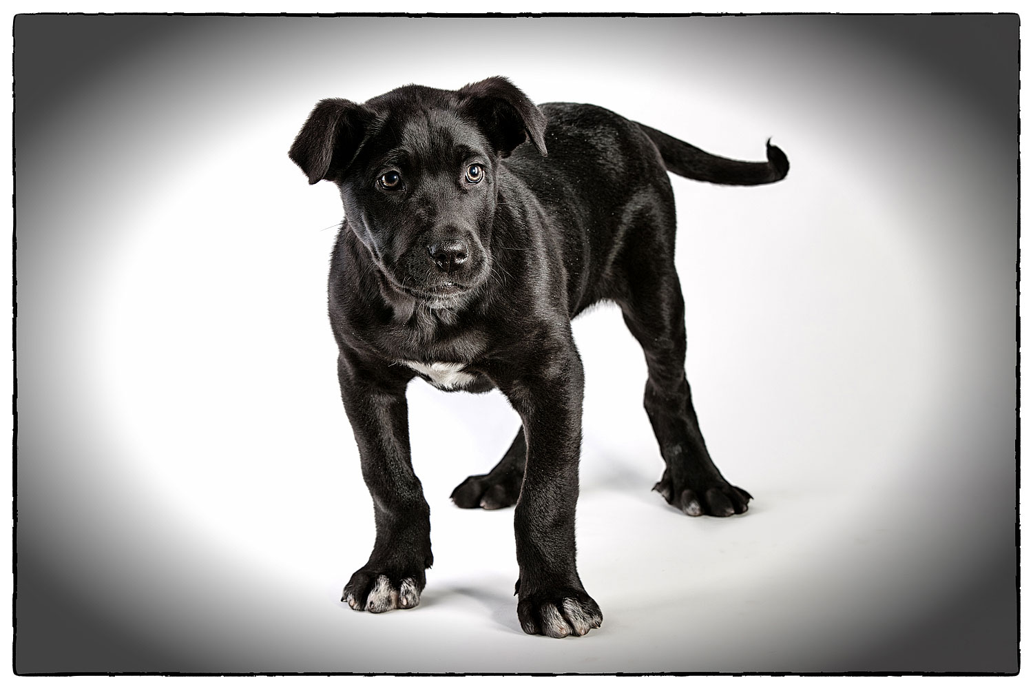 cucciolo cane Corso